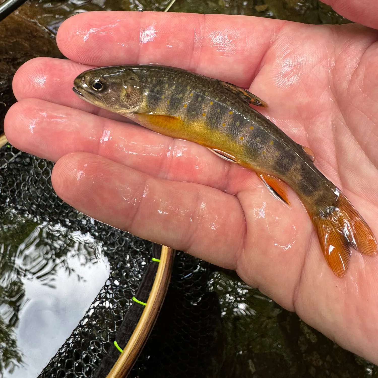 Brook trout caught on Fishbrain