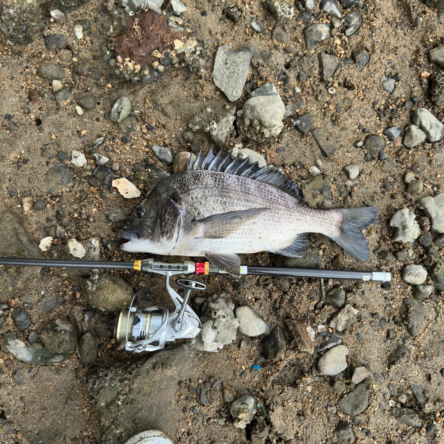 The most recent Black seabream catches on Fishbrain