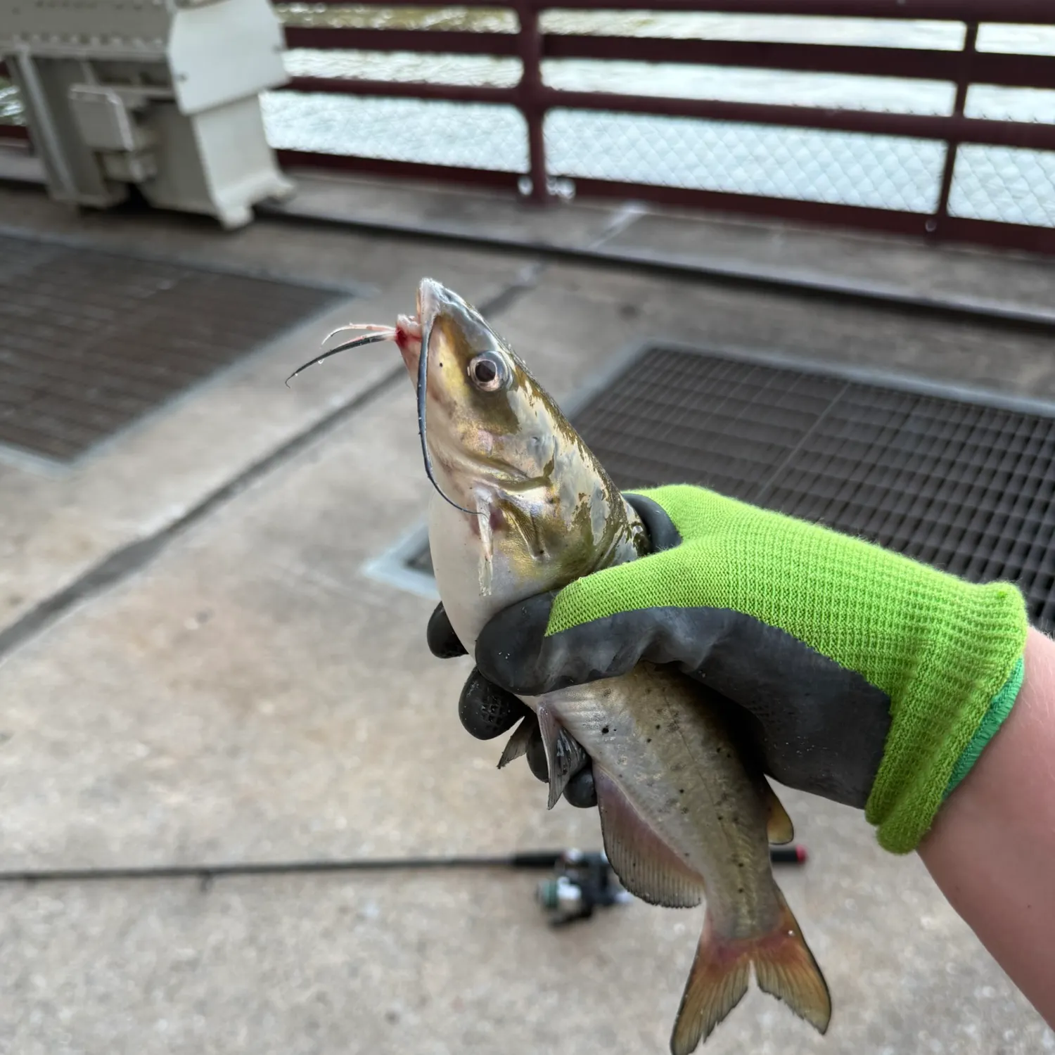 catch