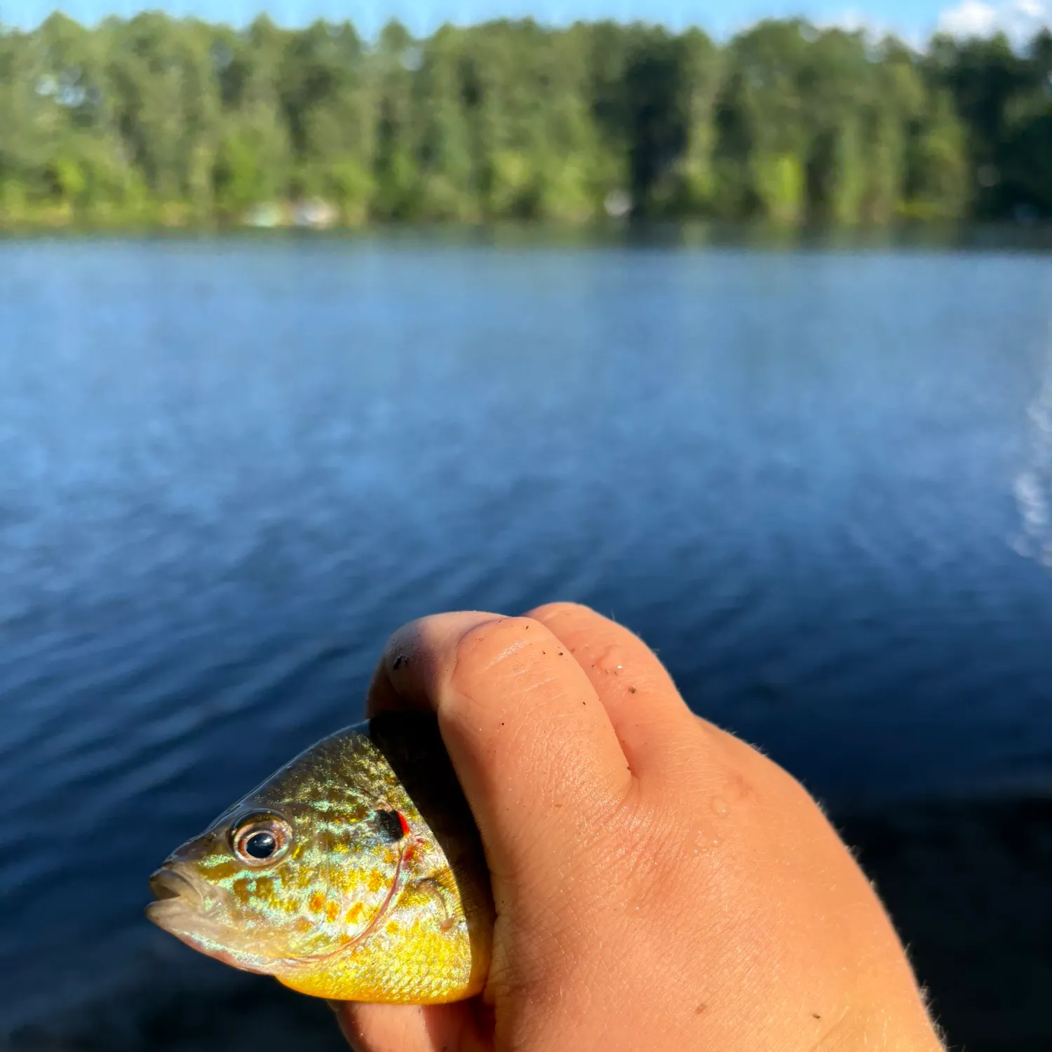 Pumpkinseed caught on Fishbrain