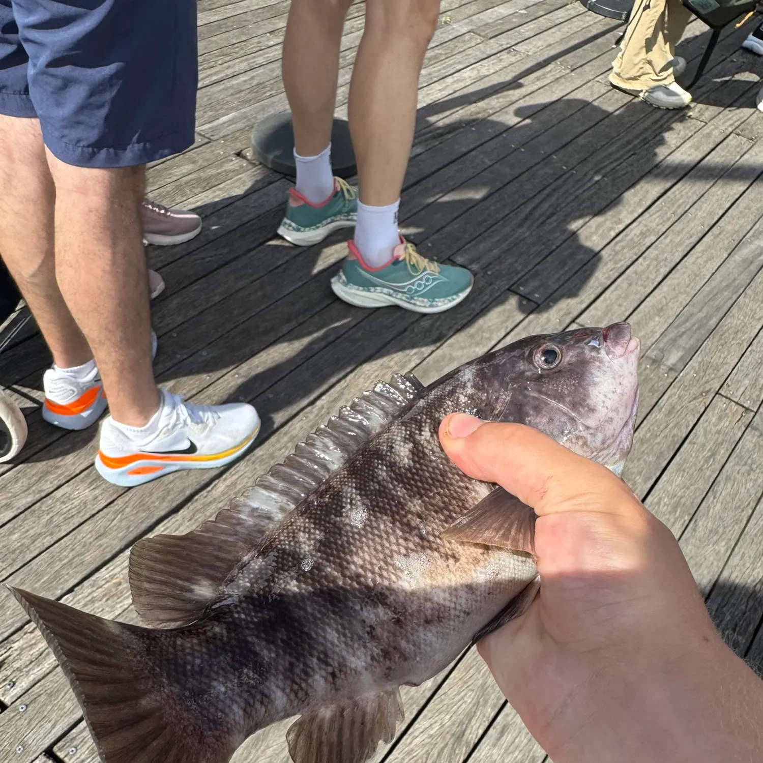 Tautog caught on Fishbrain