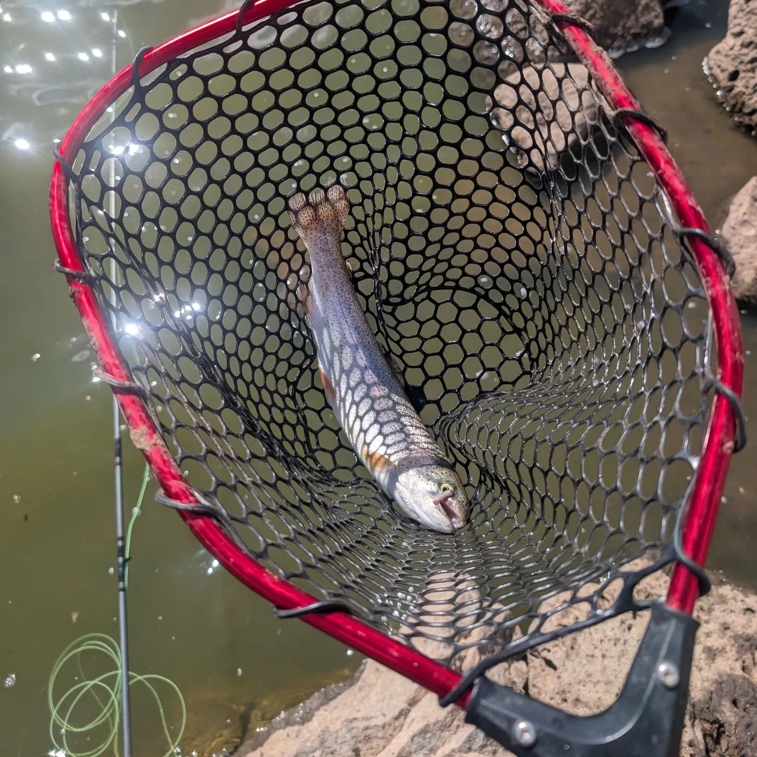 Rainbow trout caught on Fishbrain