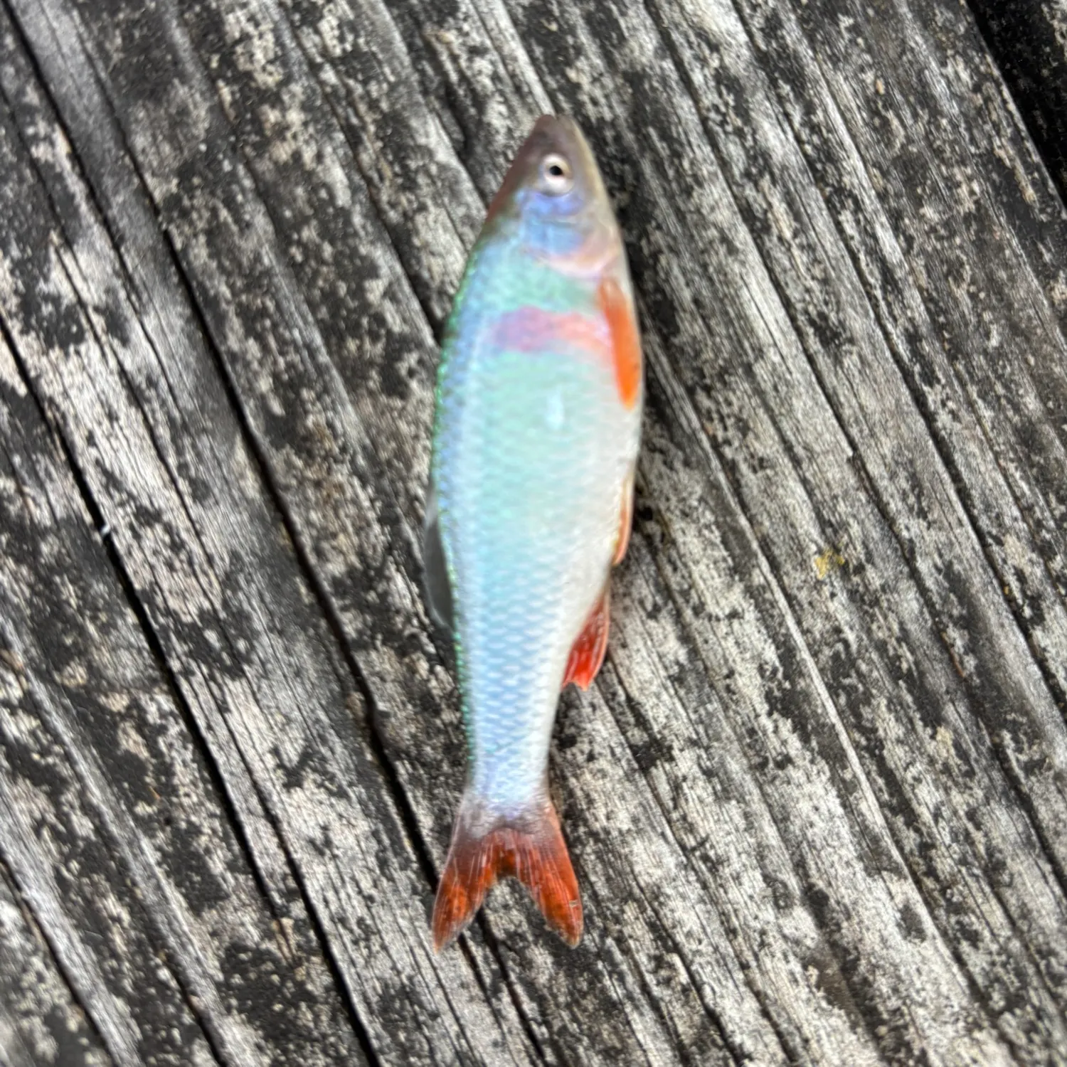 The most recent Leatherjack catches on Fishbrain