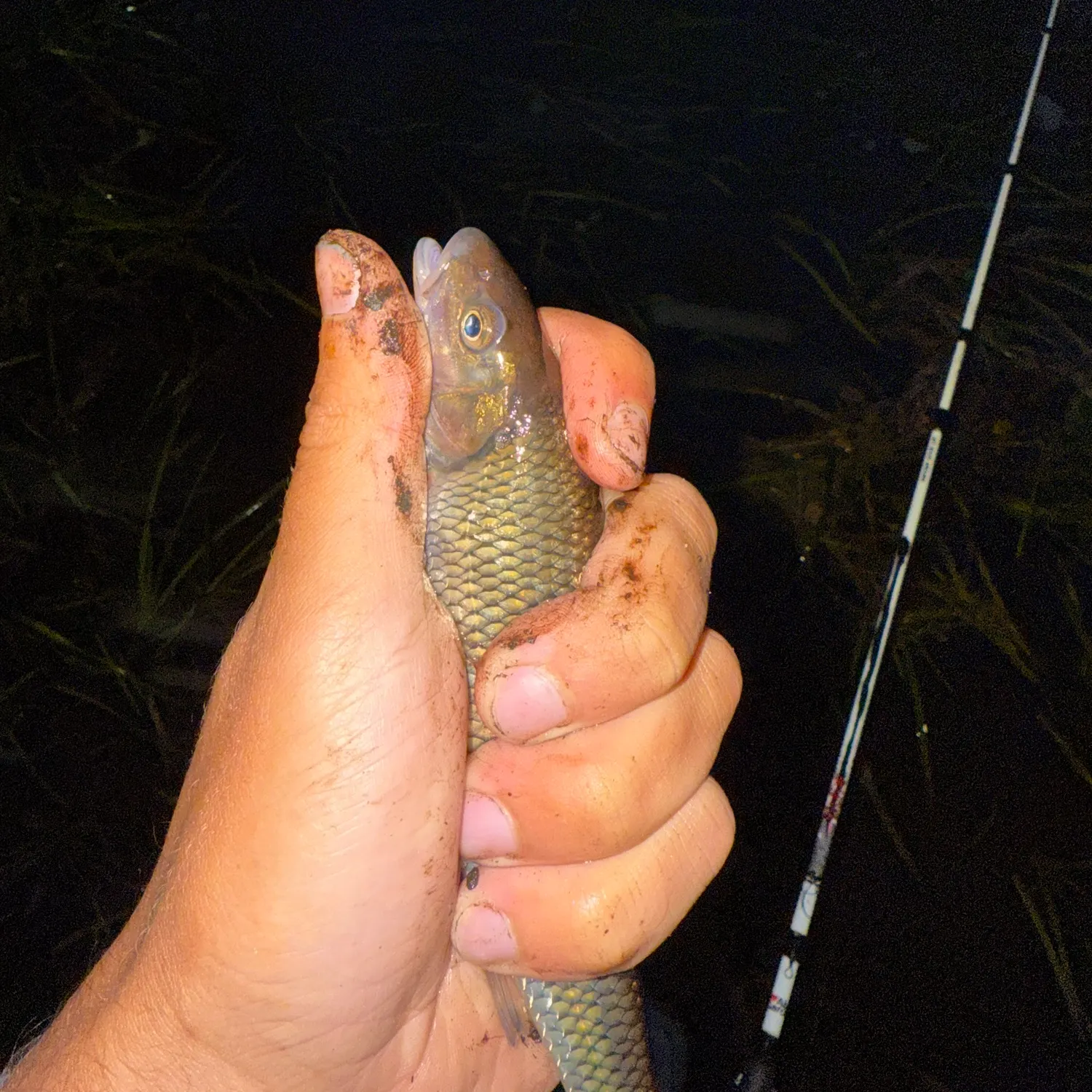 The most recent Fallfish catches on Fishbrain