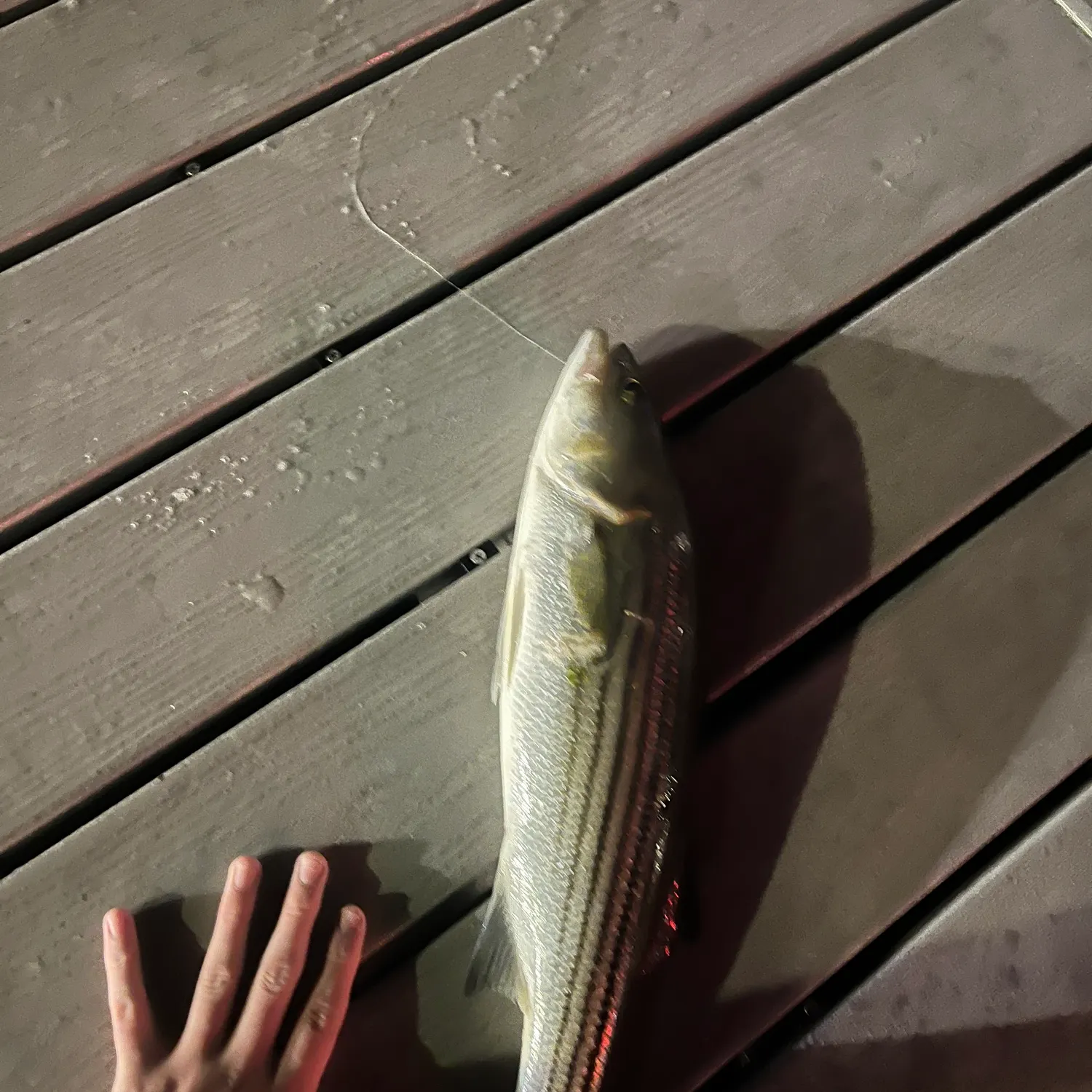 Striped bass caught on Fishbrain