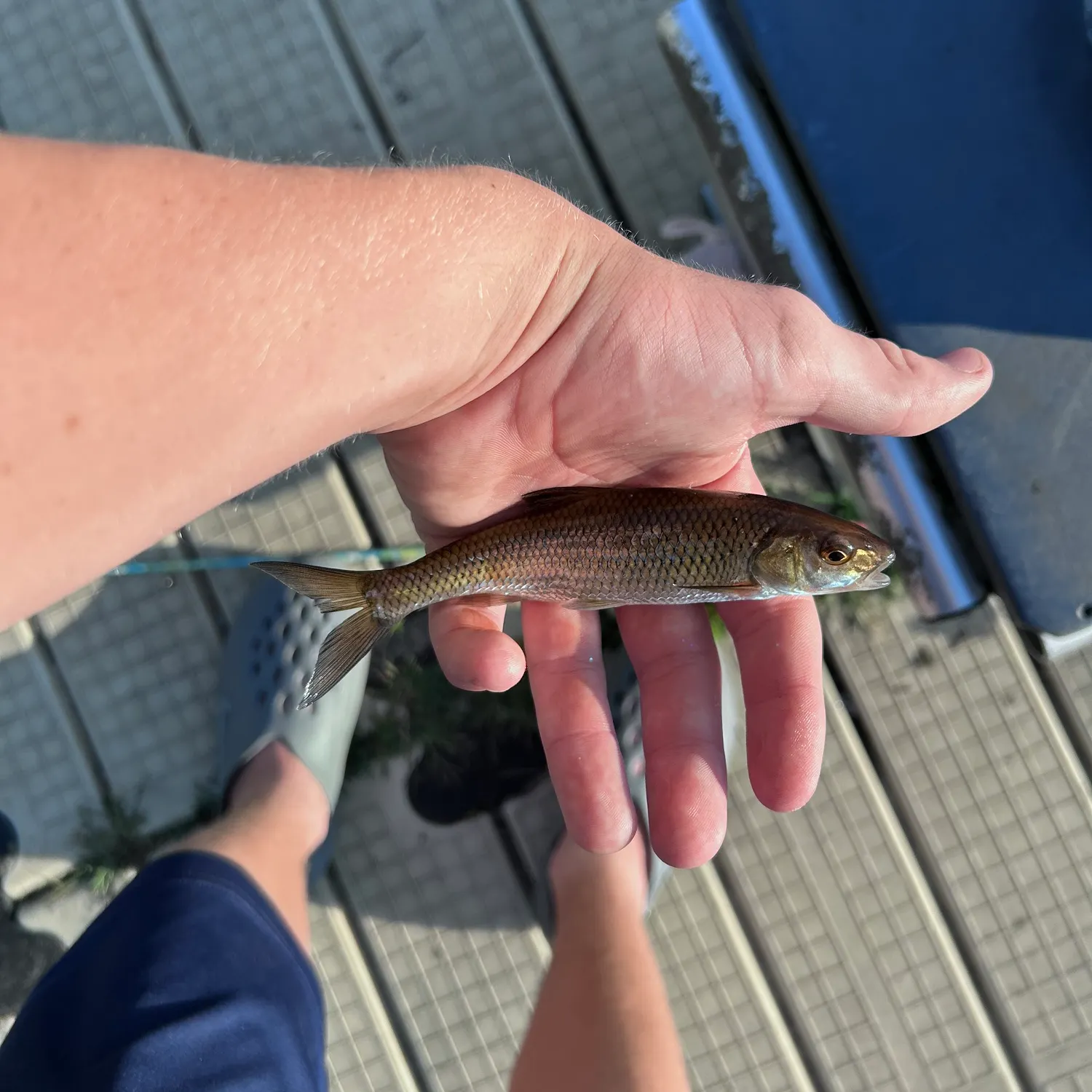 The most recent Fallfish catches on Fishbrain