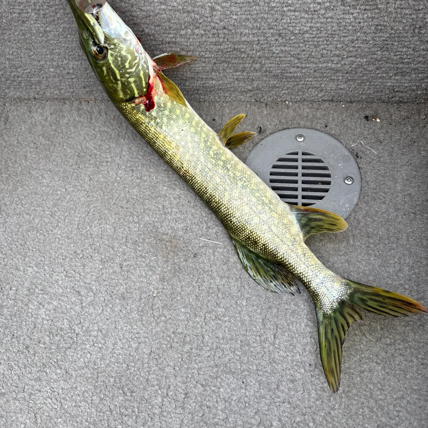 Northern pike caught on Fishbrain