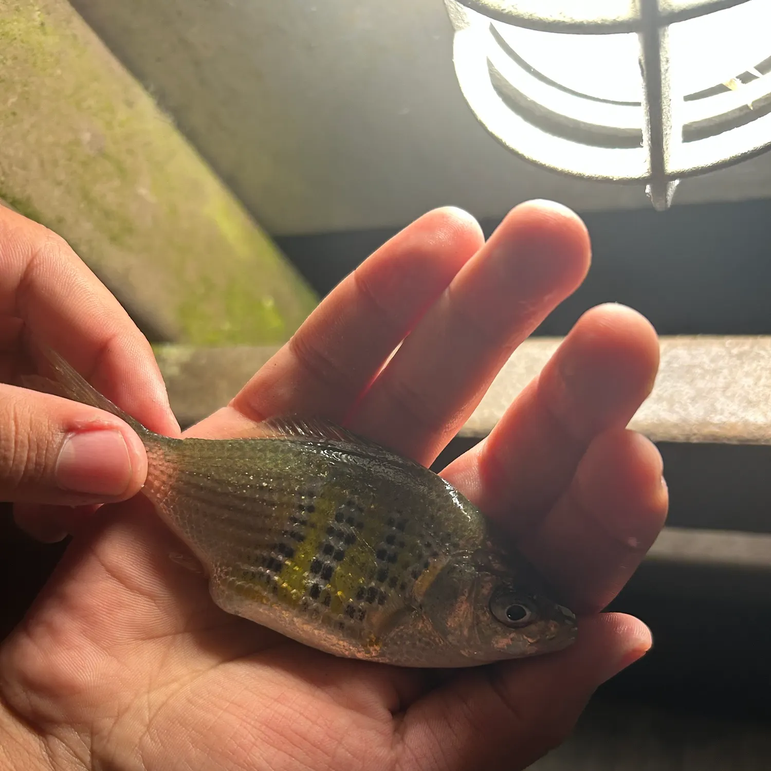 The most recent Pile perch catches on Fishbrain