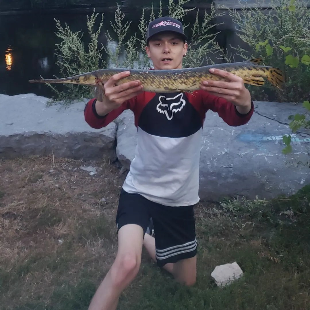 The most recent Longnose gar catches on Fishbrain
