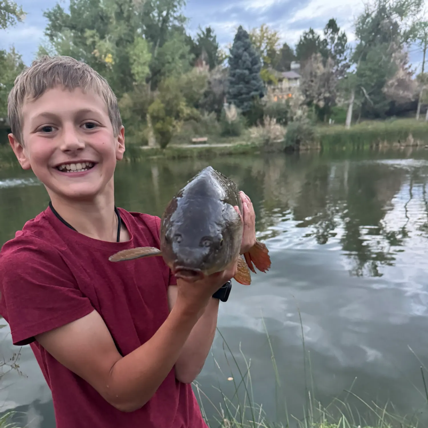 Common carp caught on Fishbrain