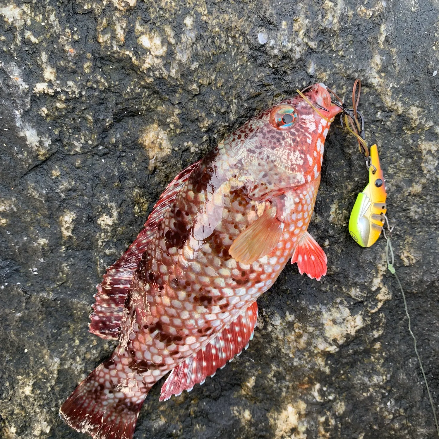 The most recent Brownspotted wrasse catches on Fishbrain