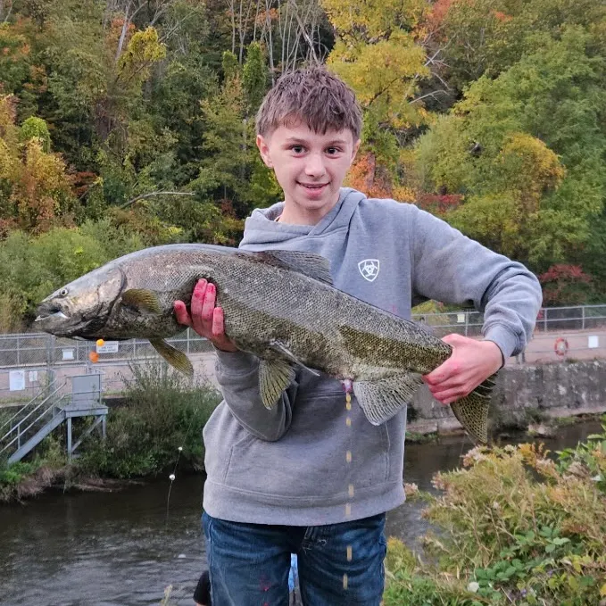 Chinook salmon caught on Fishbrain