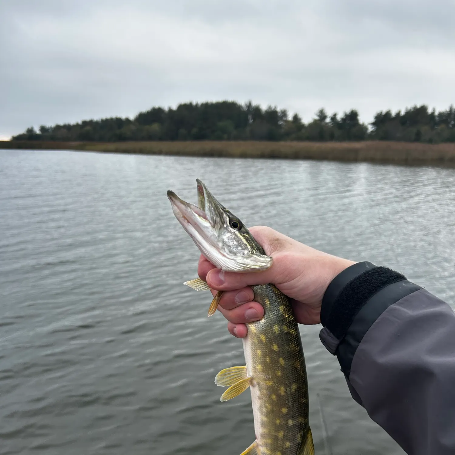 Northern pike caught on Fishbrain
