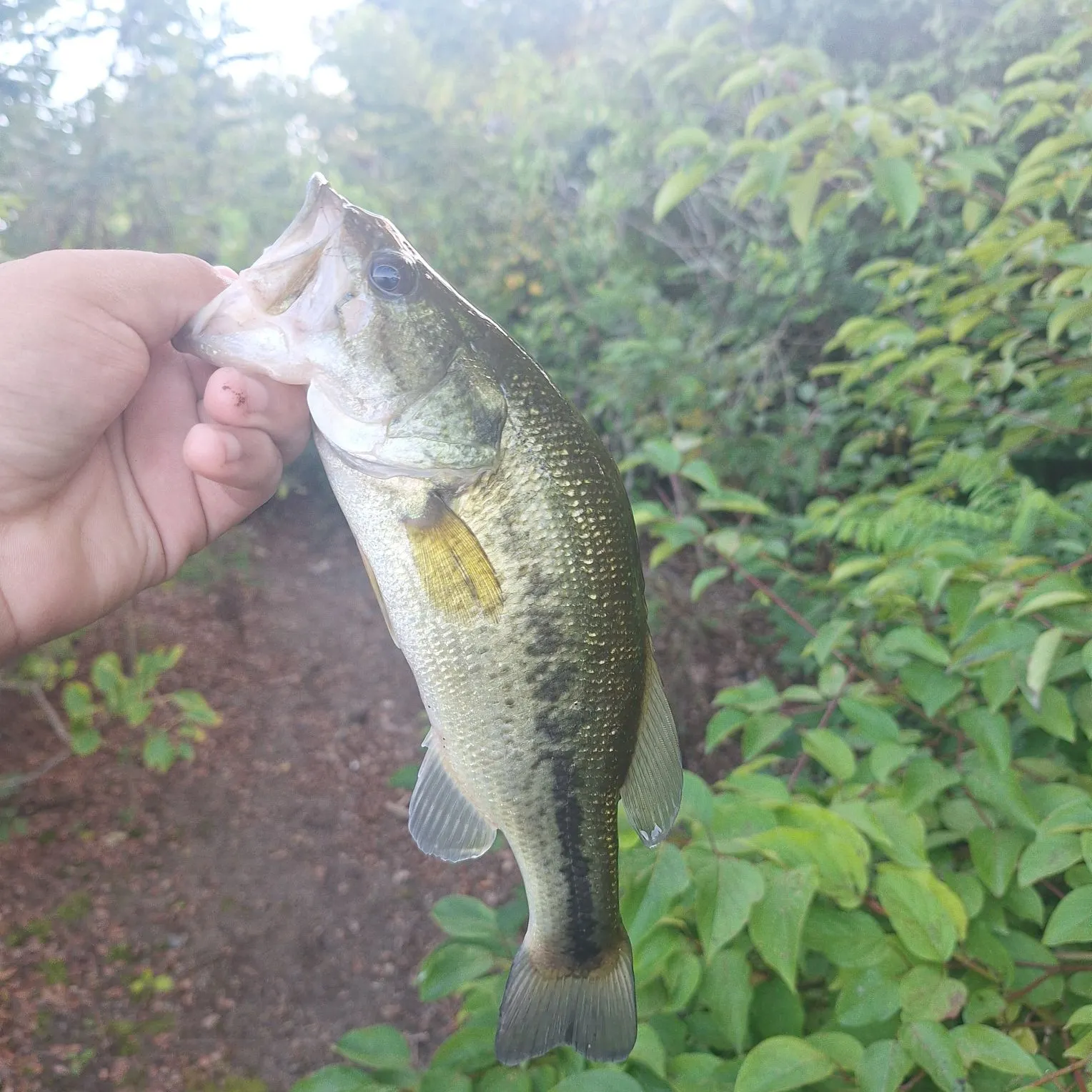Fish caught on Fishbrain