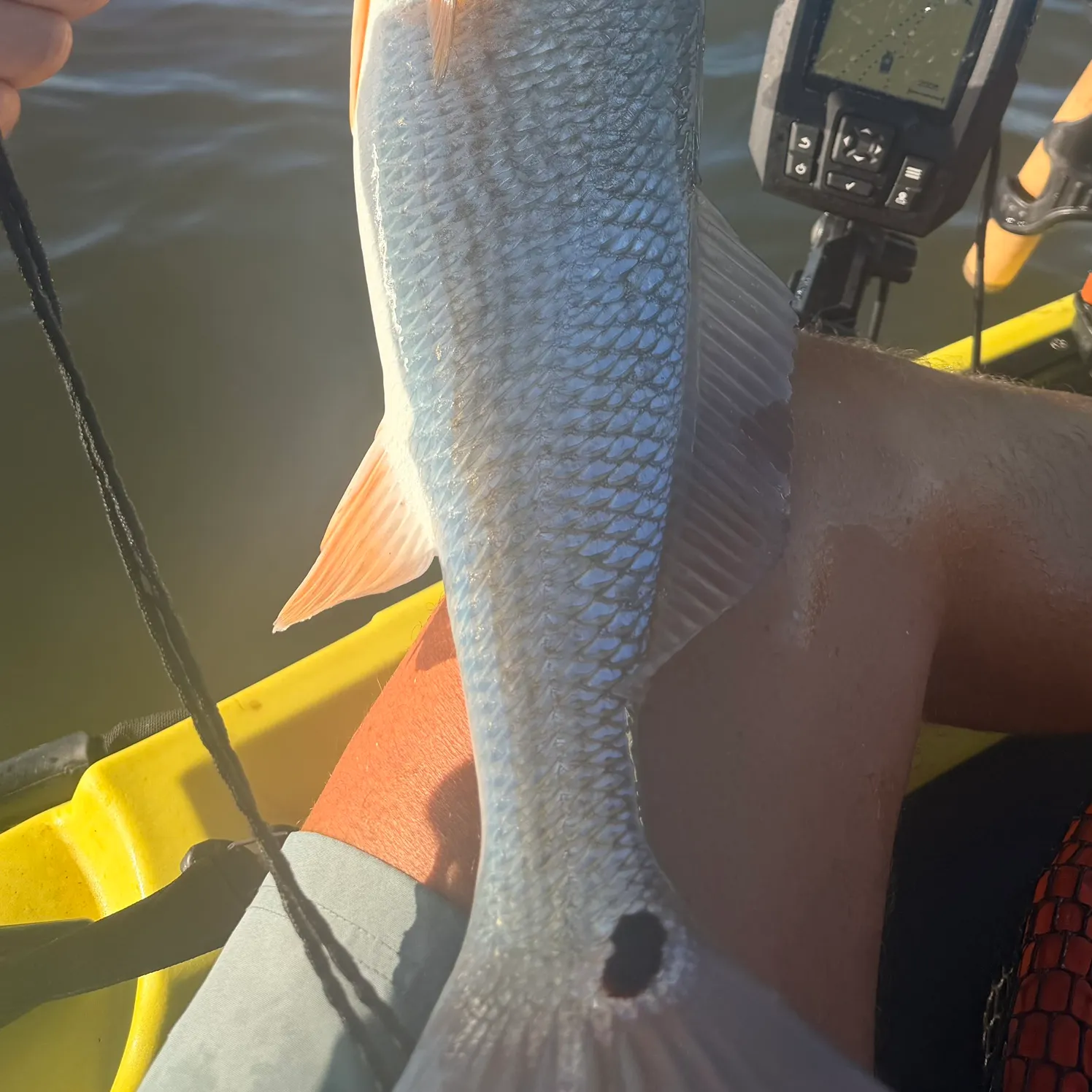 Red drum caught on Fishbrain