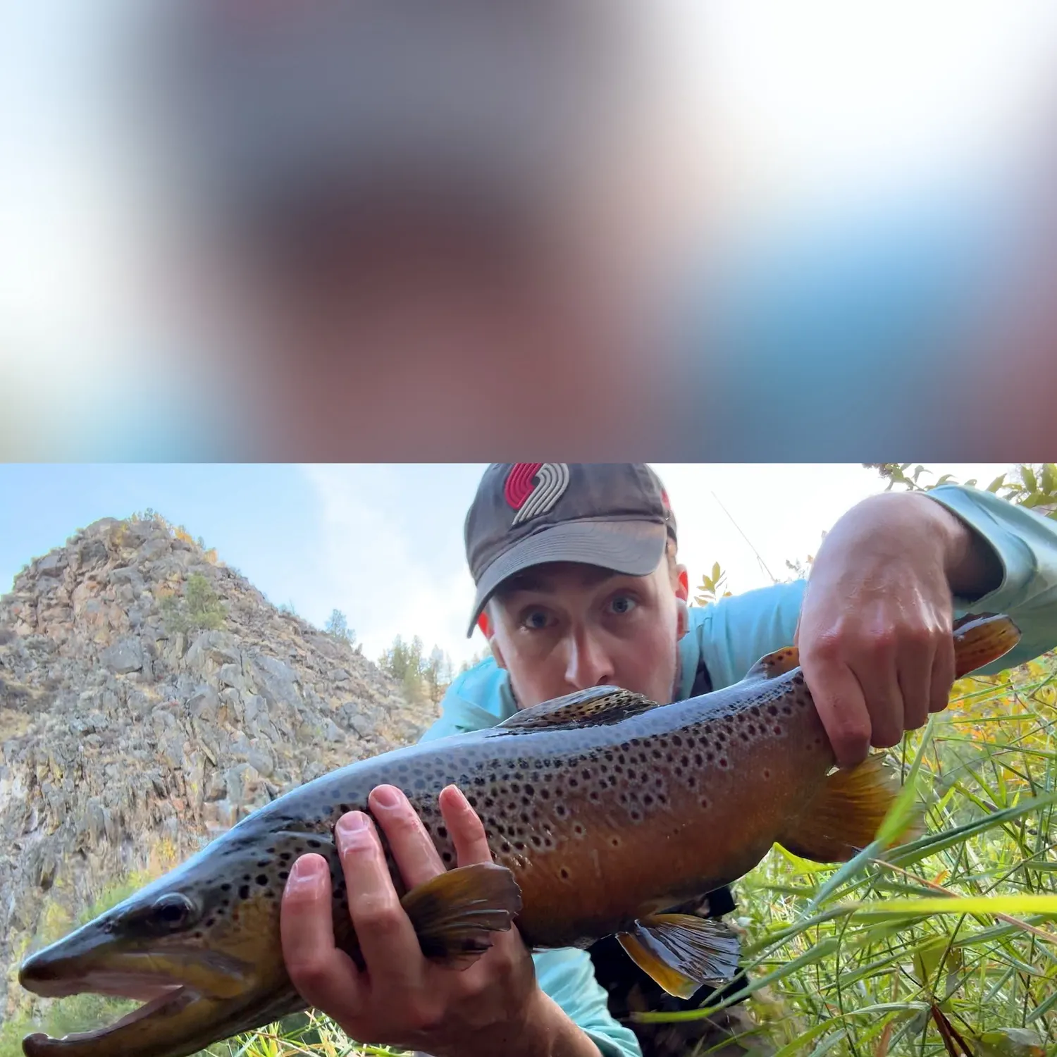 Brown trout caught on Fishbrain