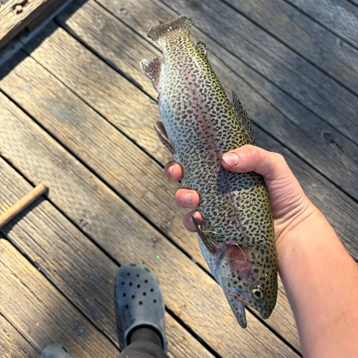 Rainbow trout caught on Fishbrain