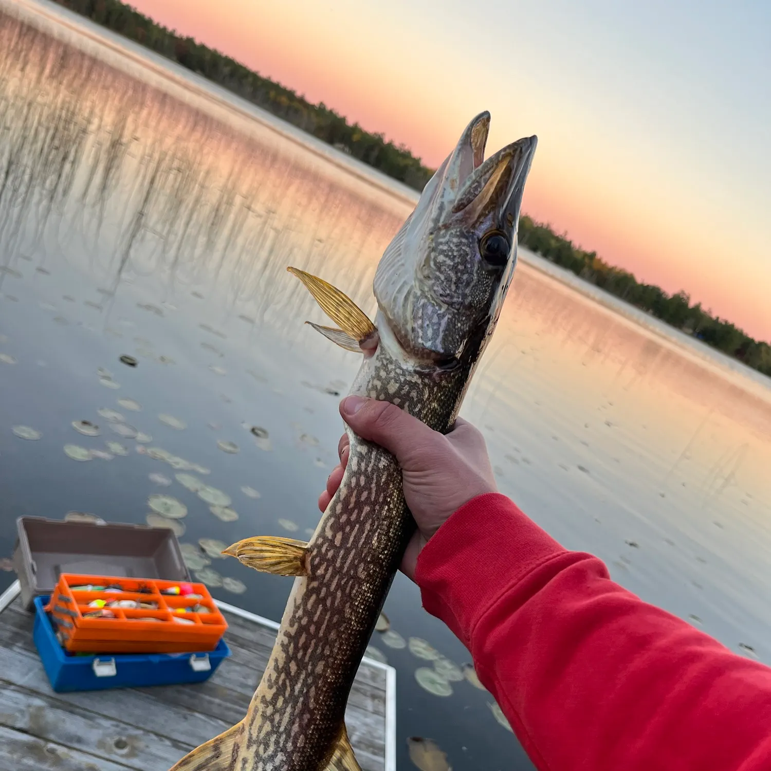 Northern pike caught on Fishbrain