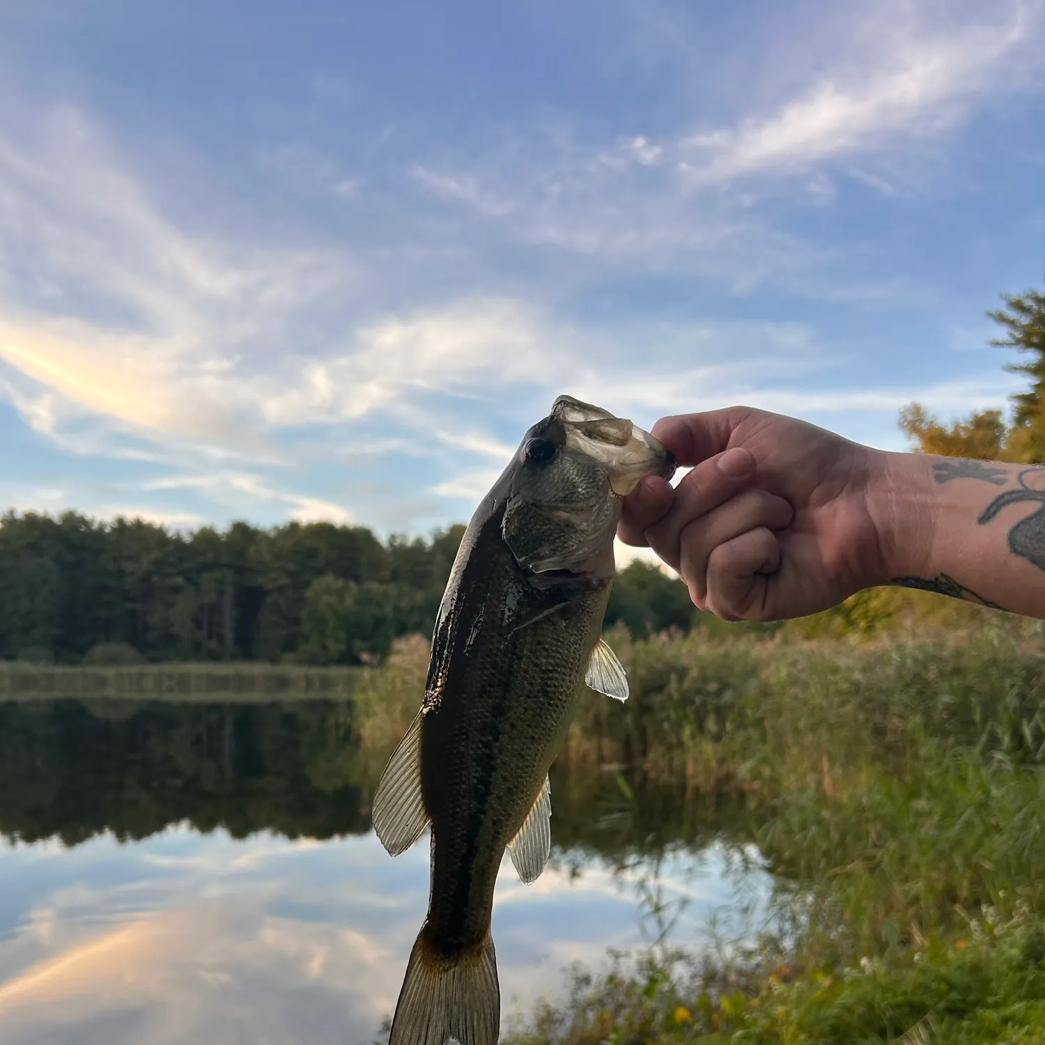 Largemouth bass caught on Fishbrain