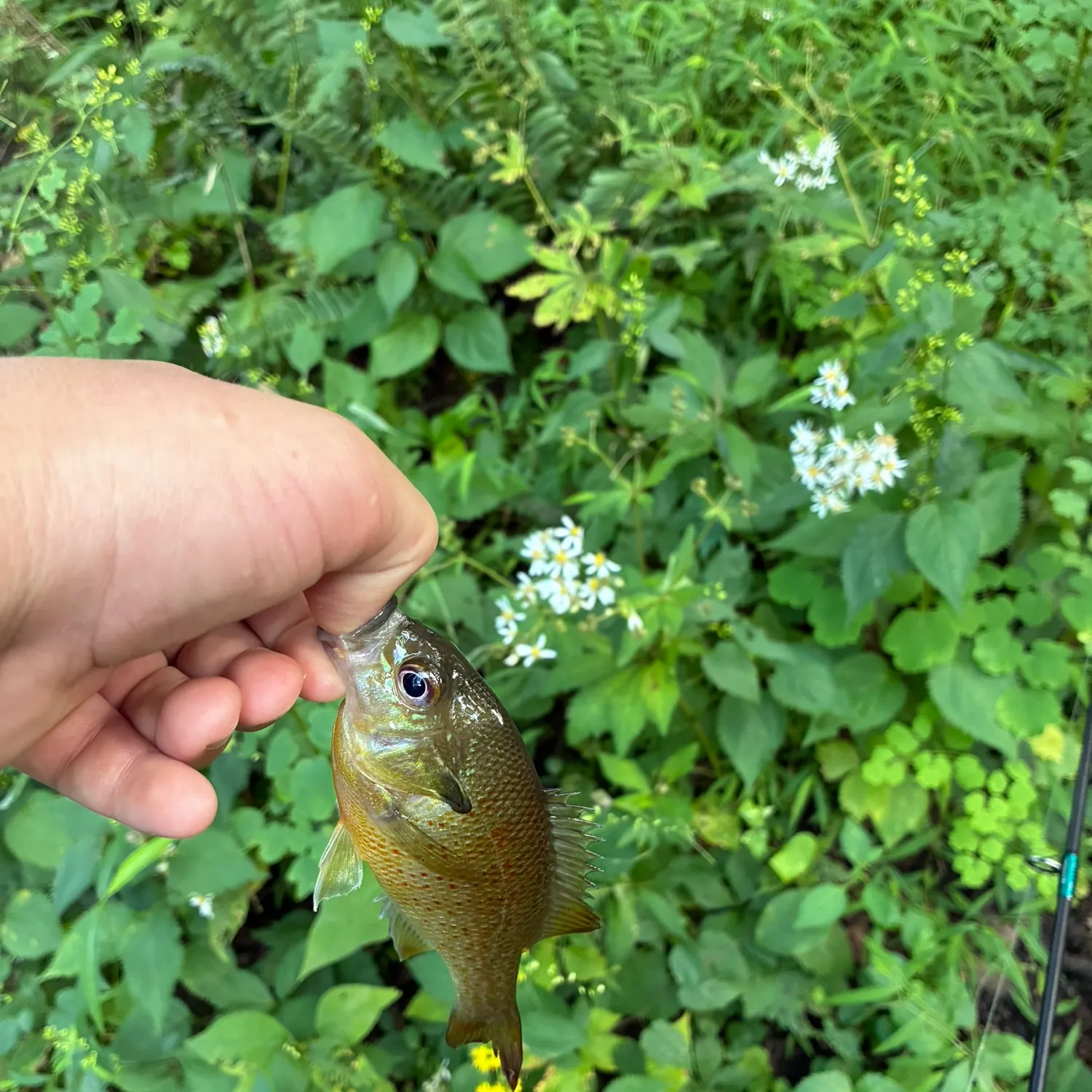 Redbreast sunfish caught on Fishbrain