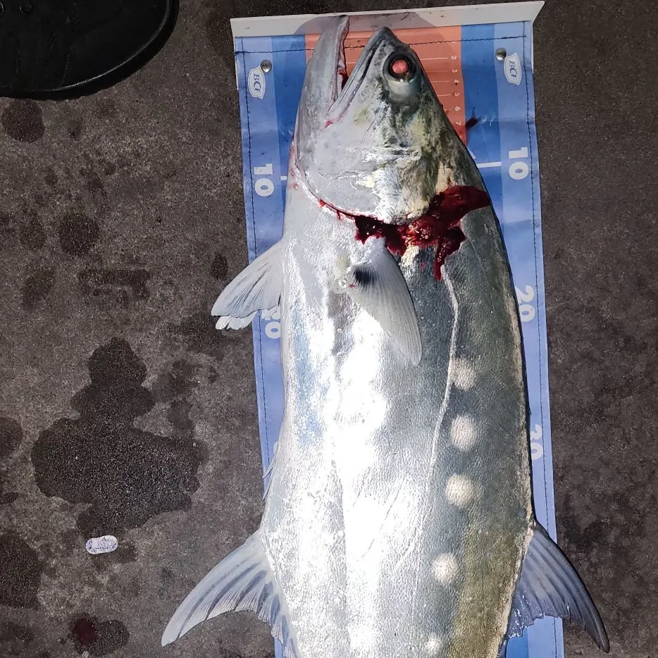 The most recent Talang queenfish catches on Fishbrain