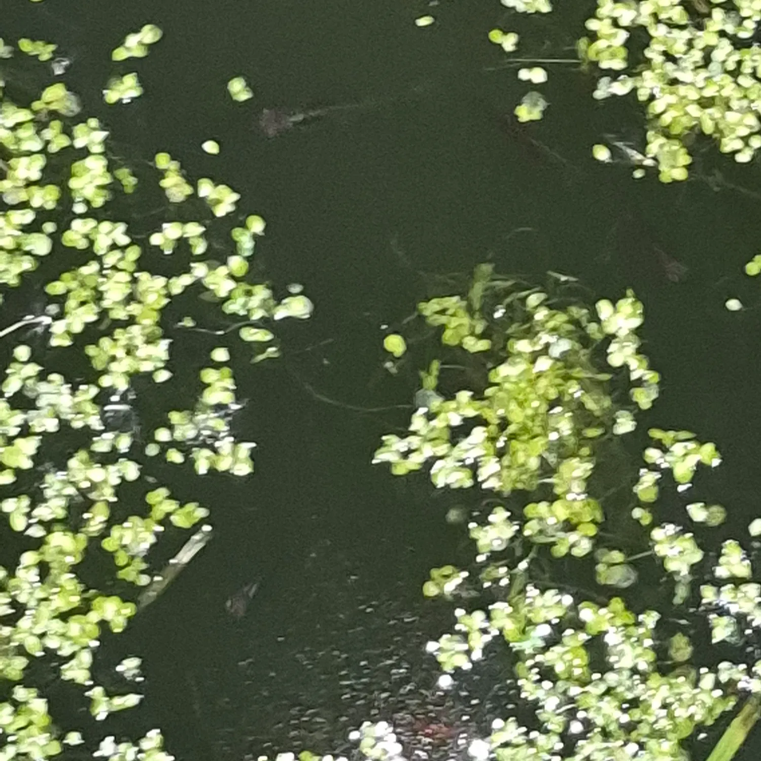 The most recent Eastern mosquitofish catches on Fishbrain