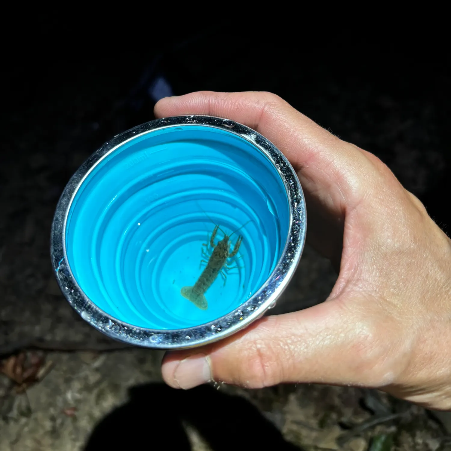 The most recent Northern clearwater crayfish catches on Fishbrain