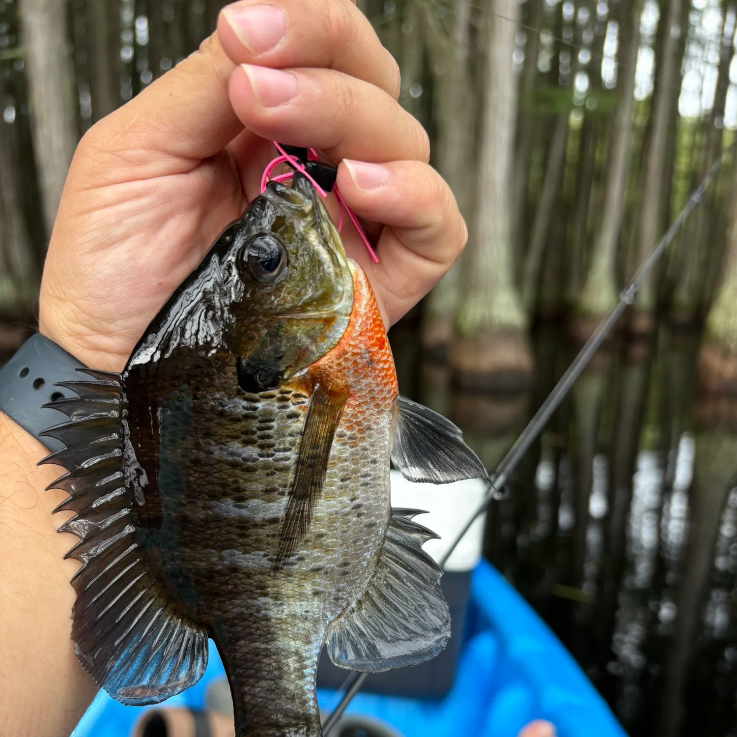 Bluegill caught on Fishbrain