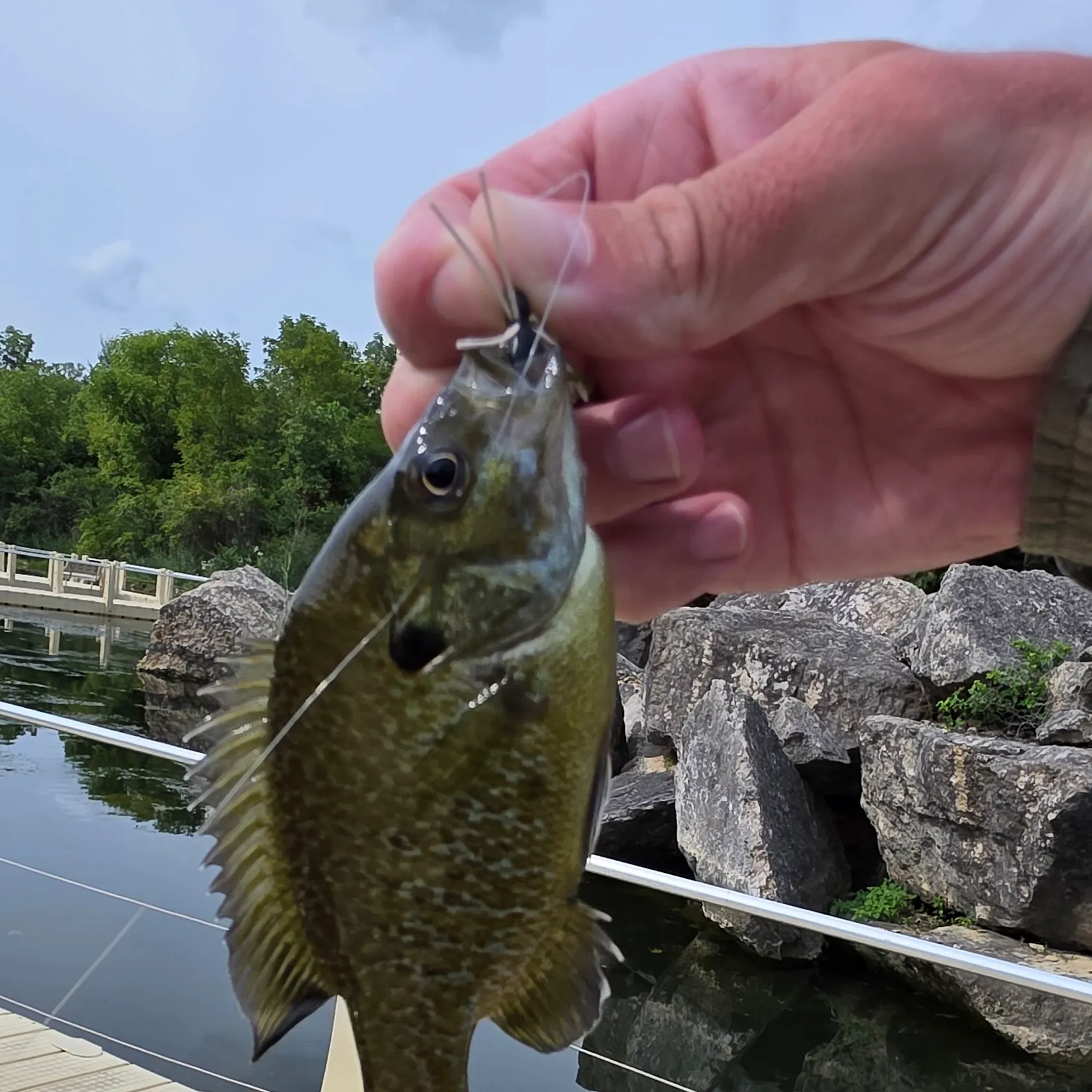 Greengill hybrid caught on Fishbrain