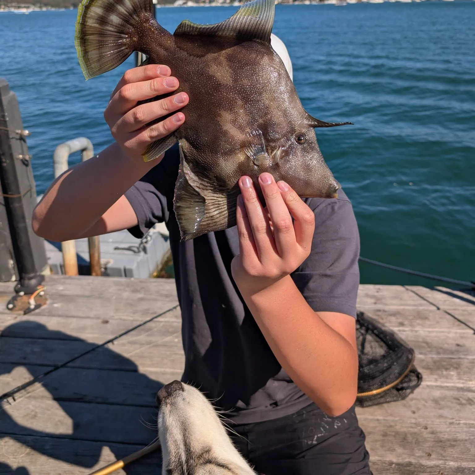 The most recent Fan-bellied leatherjacket catches on Fishbrain