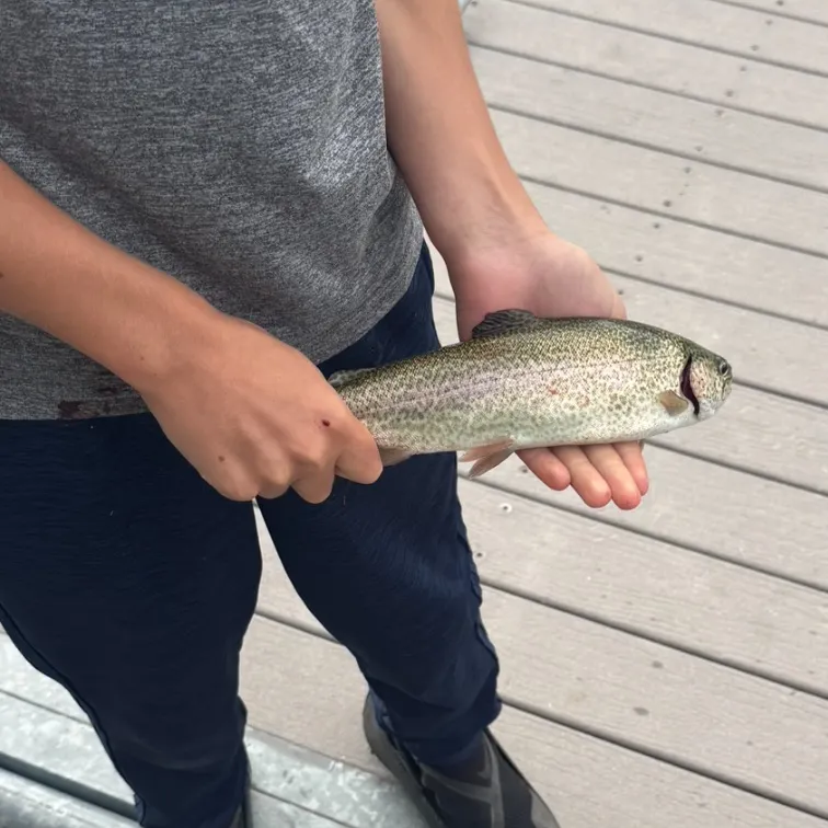 Rainbow trout caught on Fishbrain