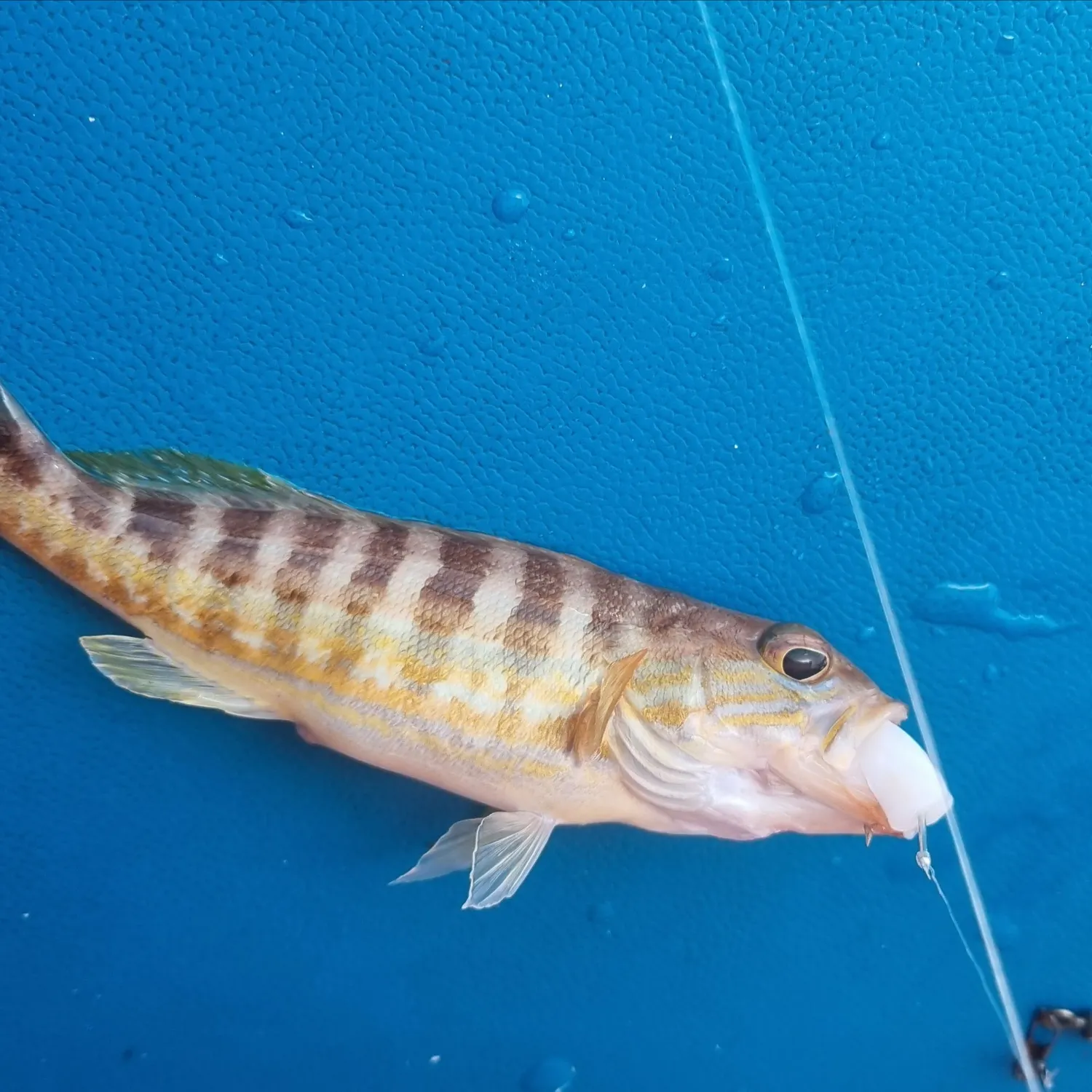 The most recent Dusky grouper catches on Fishbrain