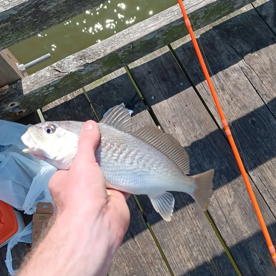 The most recent Atlantic croaker catches on Fishbrain