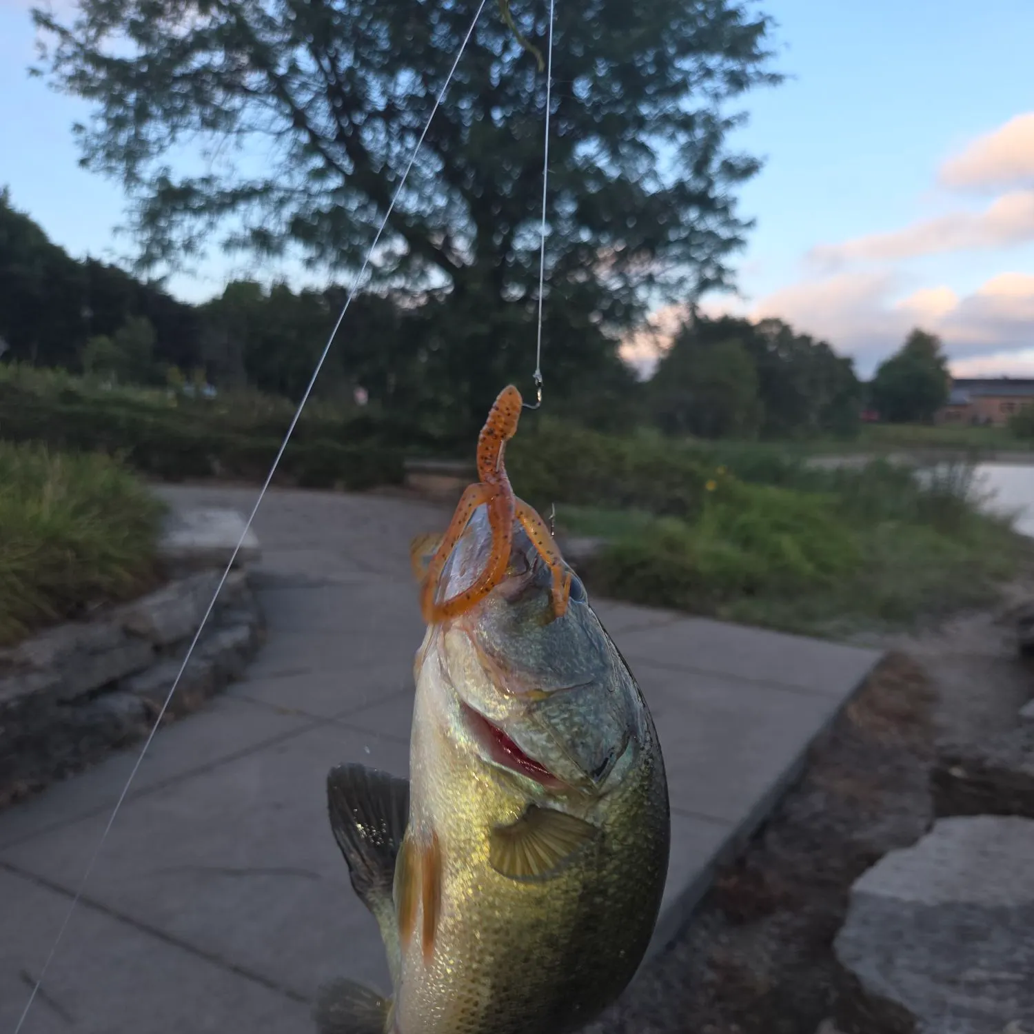 Largemouth bass caught on Fishbrain