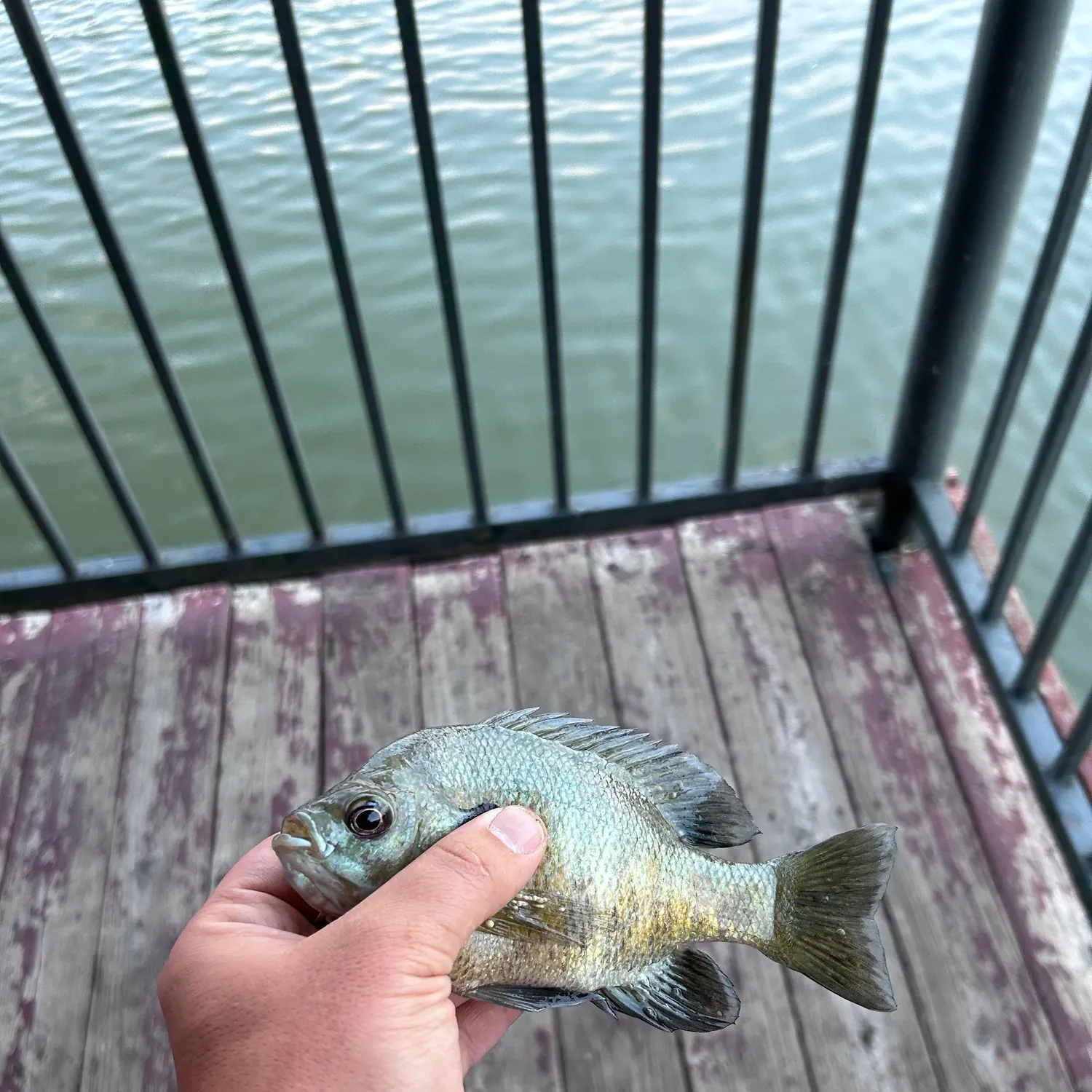Bluegill caught on Fishbrain