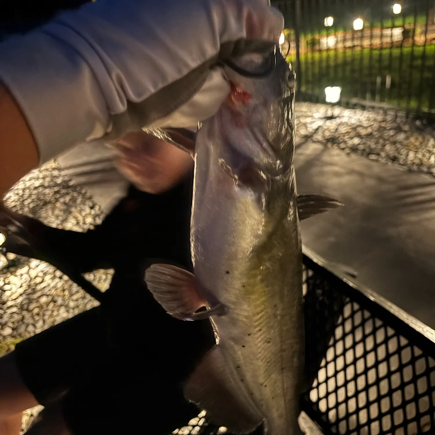 Channel catfish caught on Fishbrain