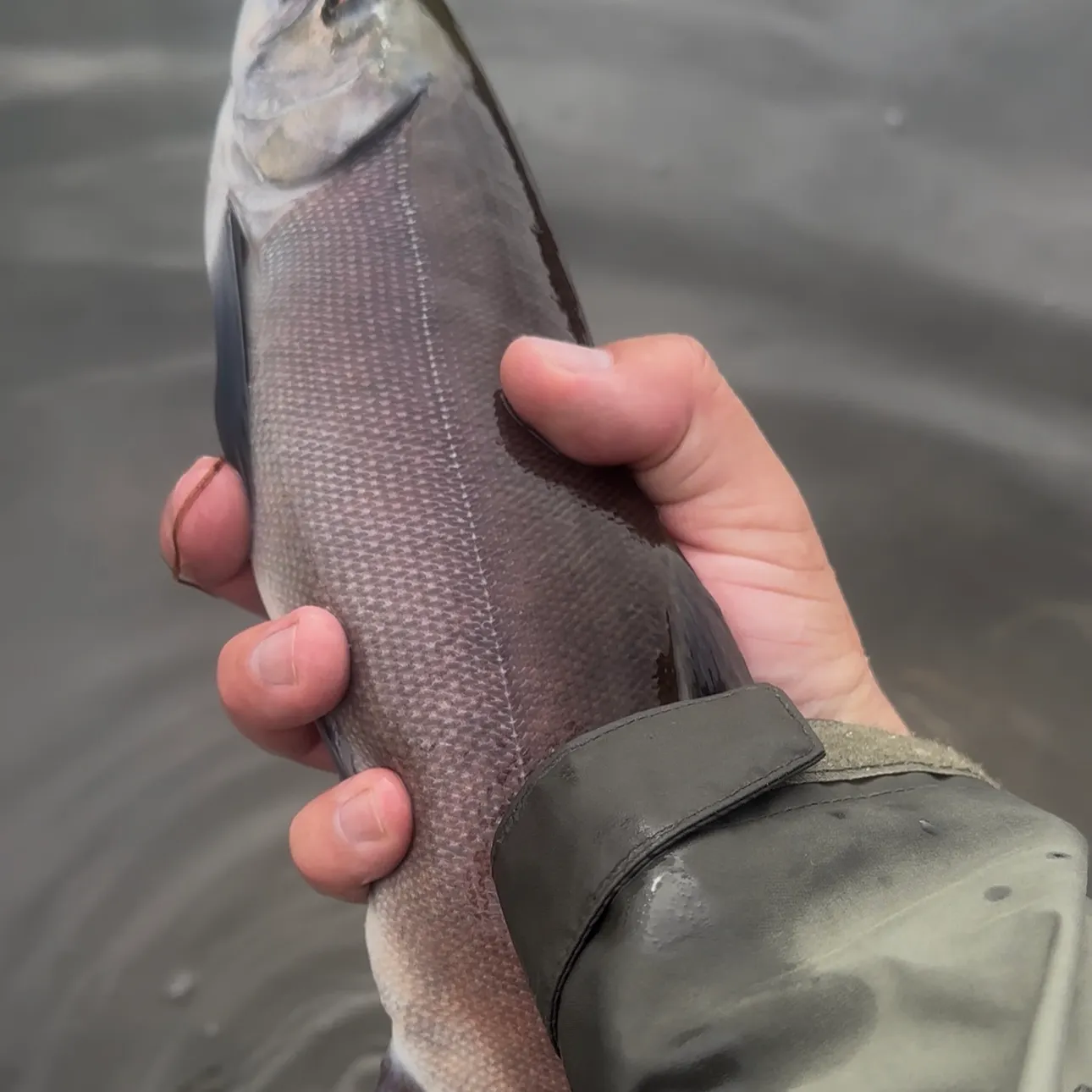 Kokanee salmon caught on Fishbrain