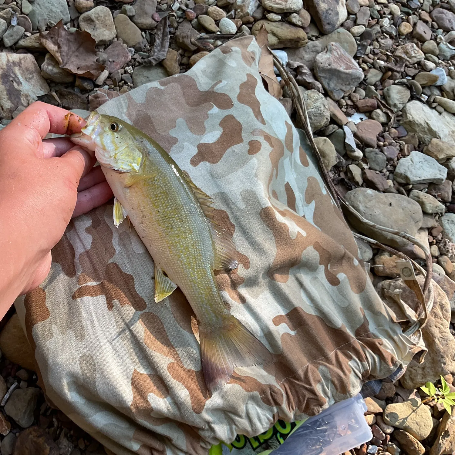 Smallmouth bass caught on Fishbrain