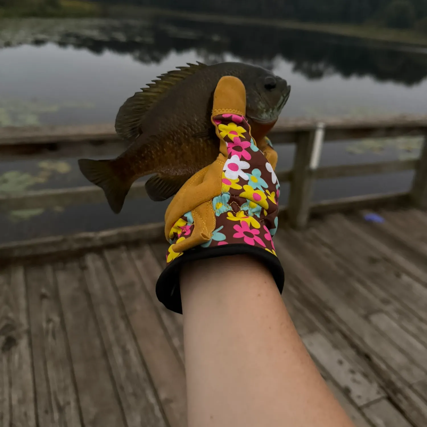 Bluegill caught on Fishbrain