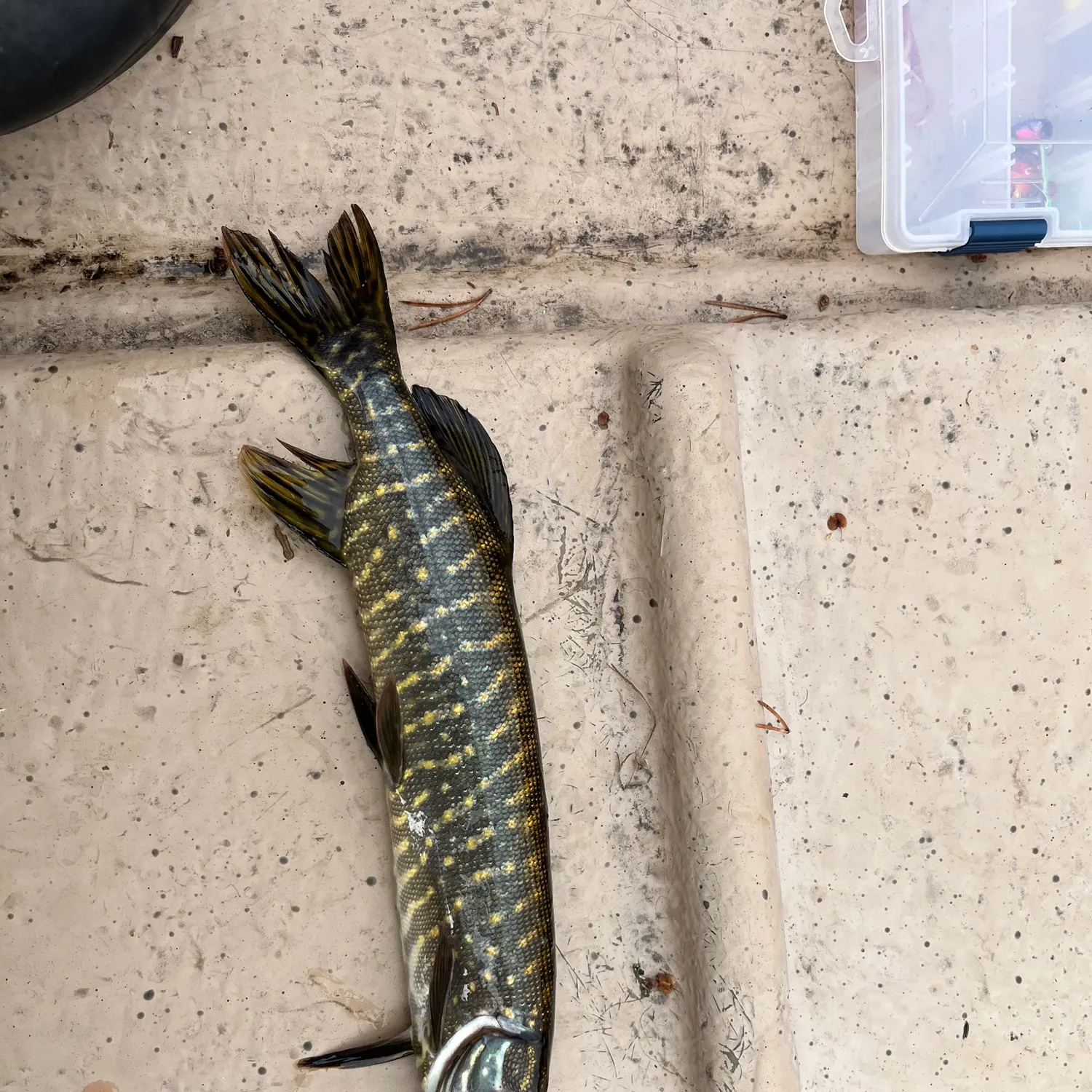 Northern pike caught on Fishbrain