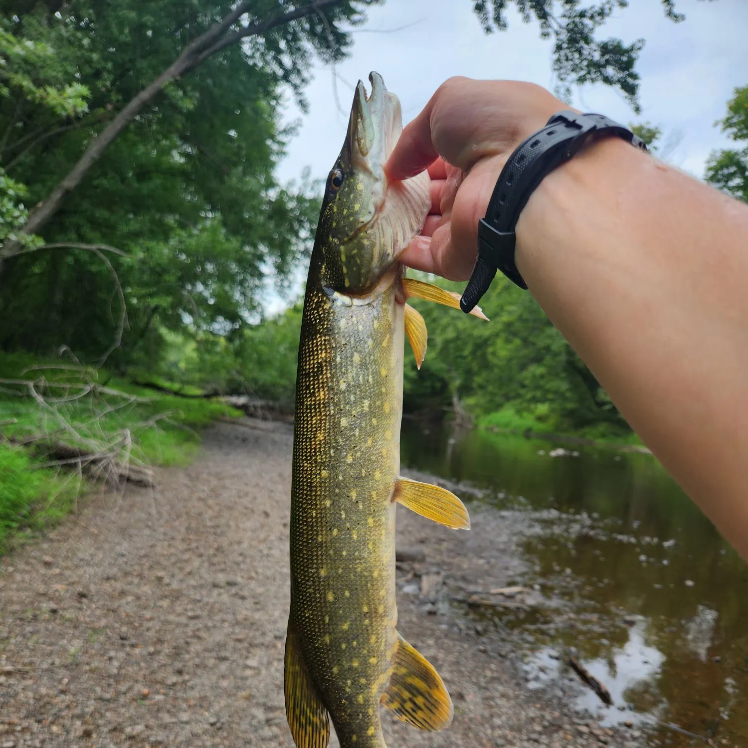 Northern pike caught on Fishbrain