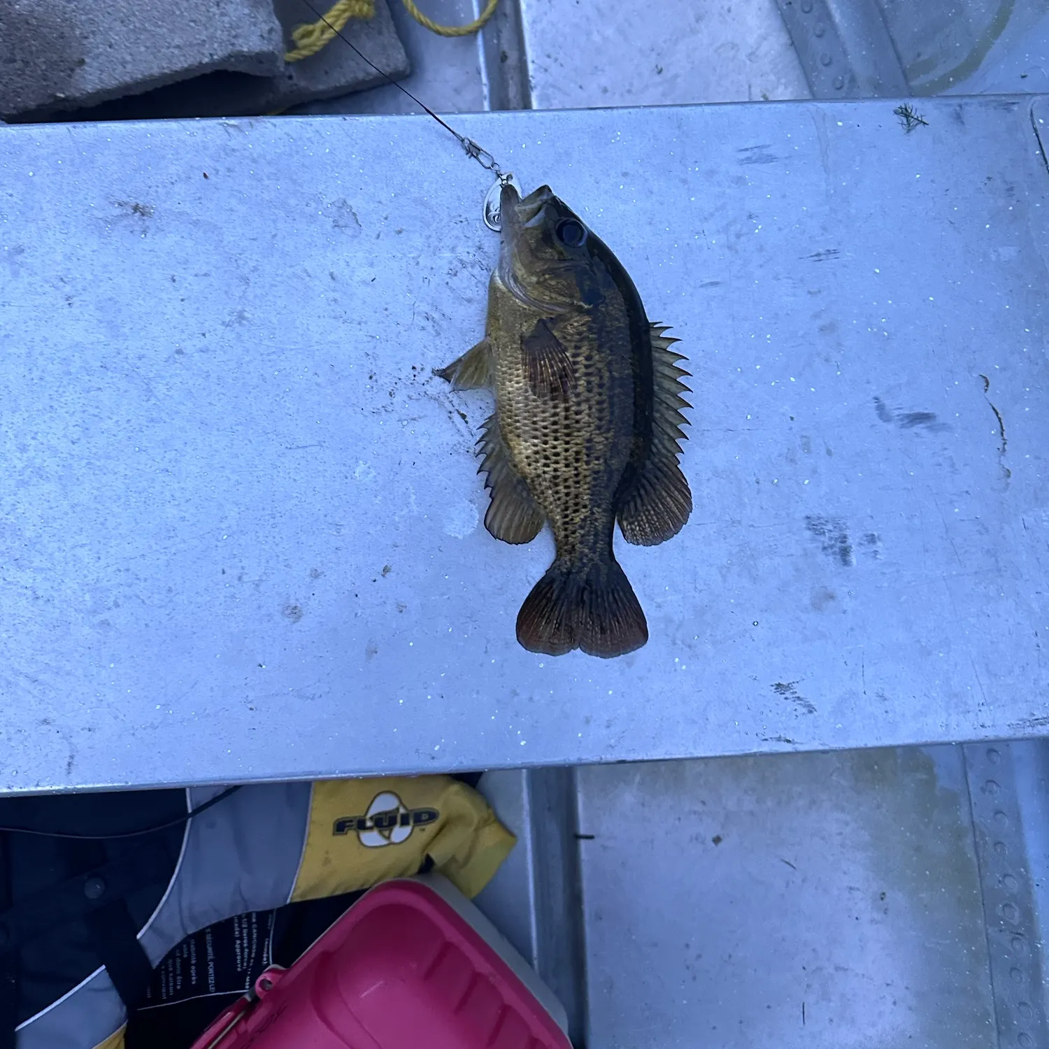Rock bass caught on Fishbrain
