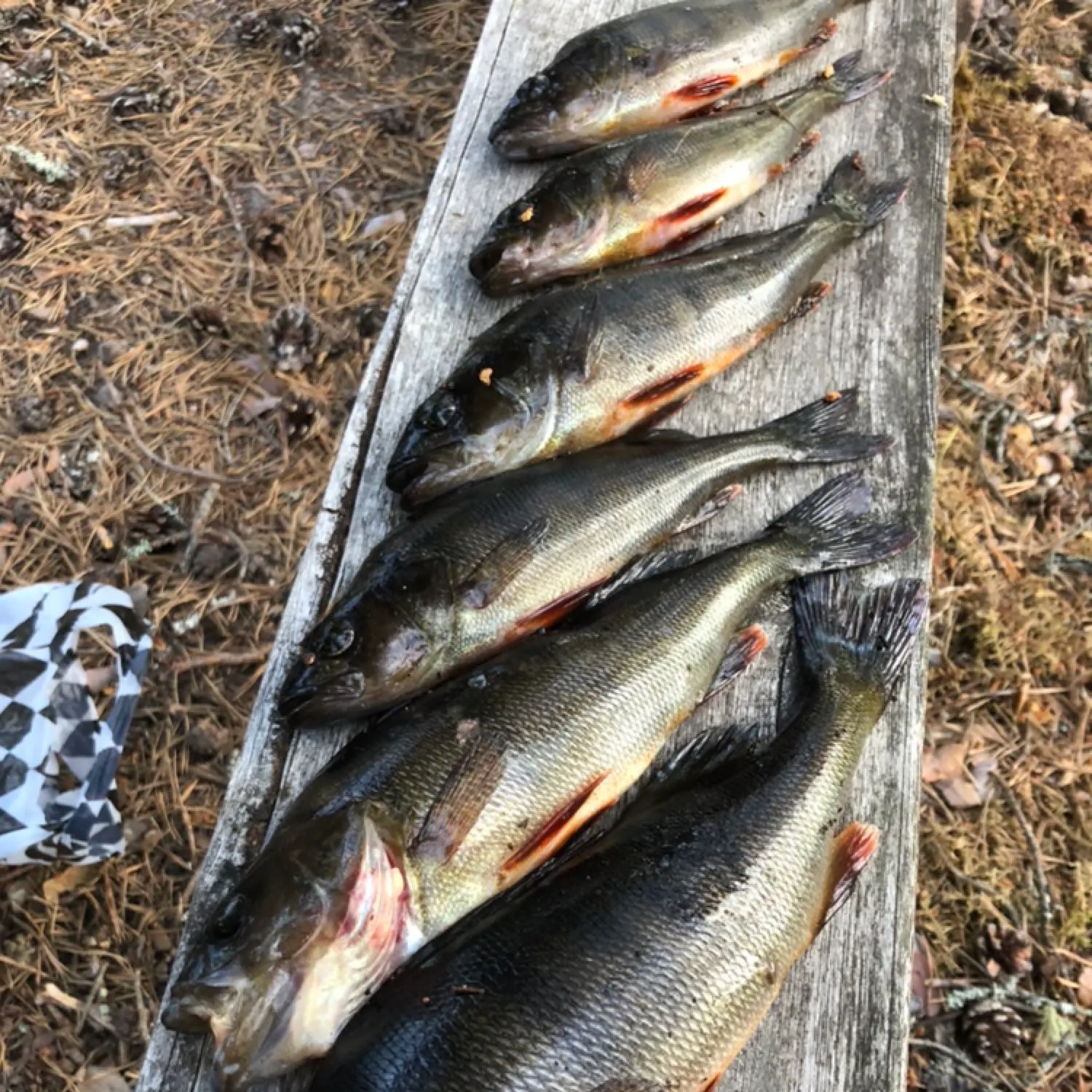 recently logged catches