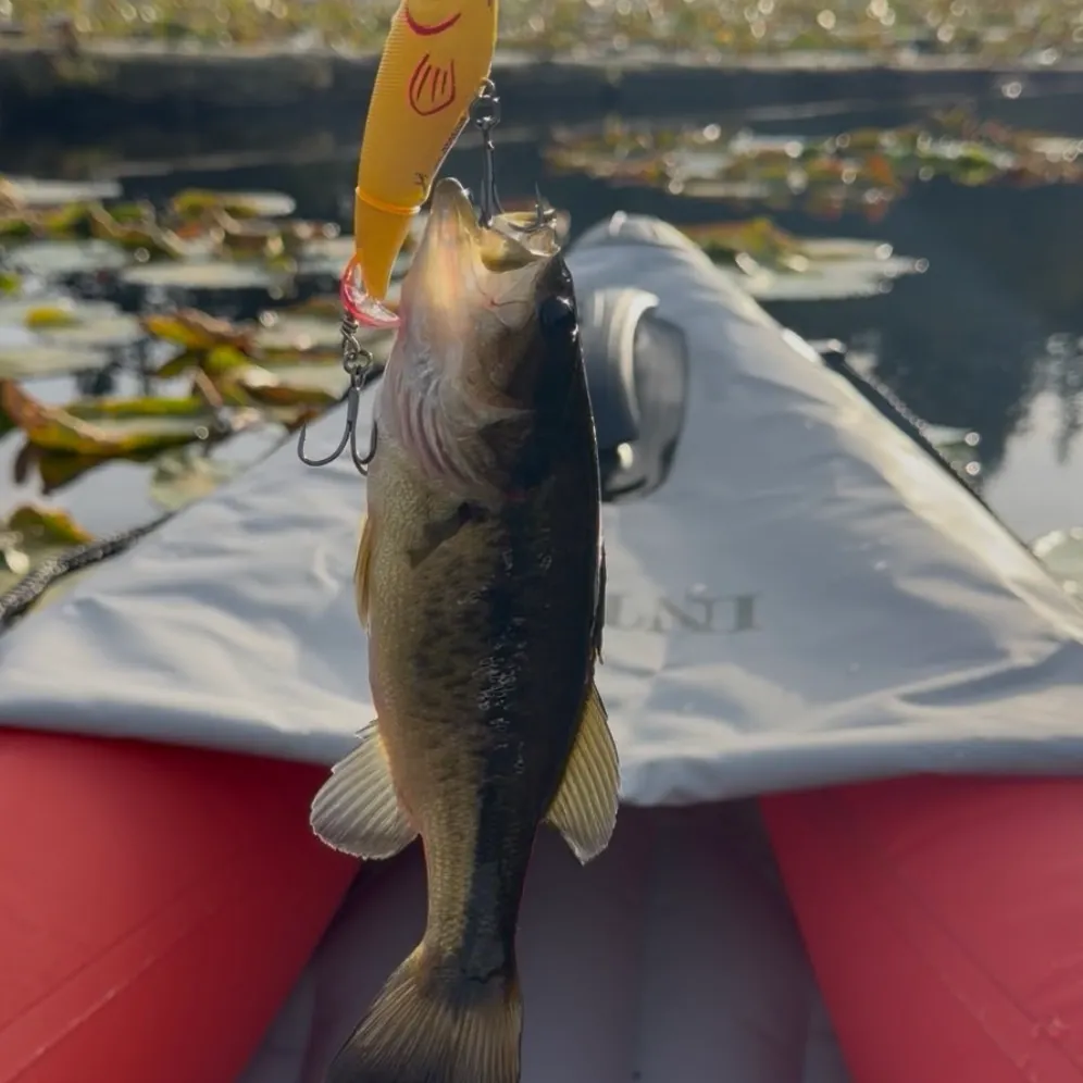 Largemouth bass caught on Fishbrain