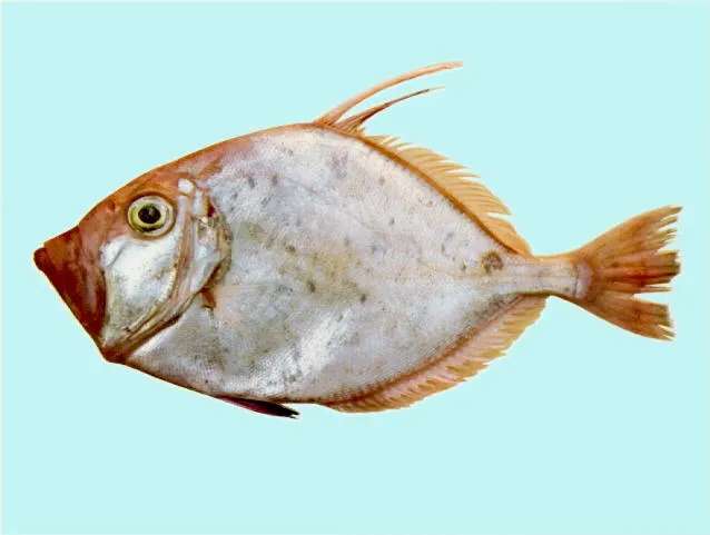 Silver dory