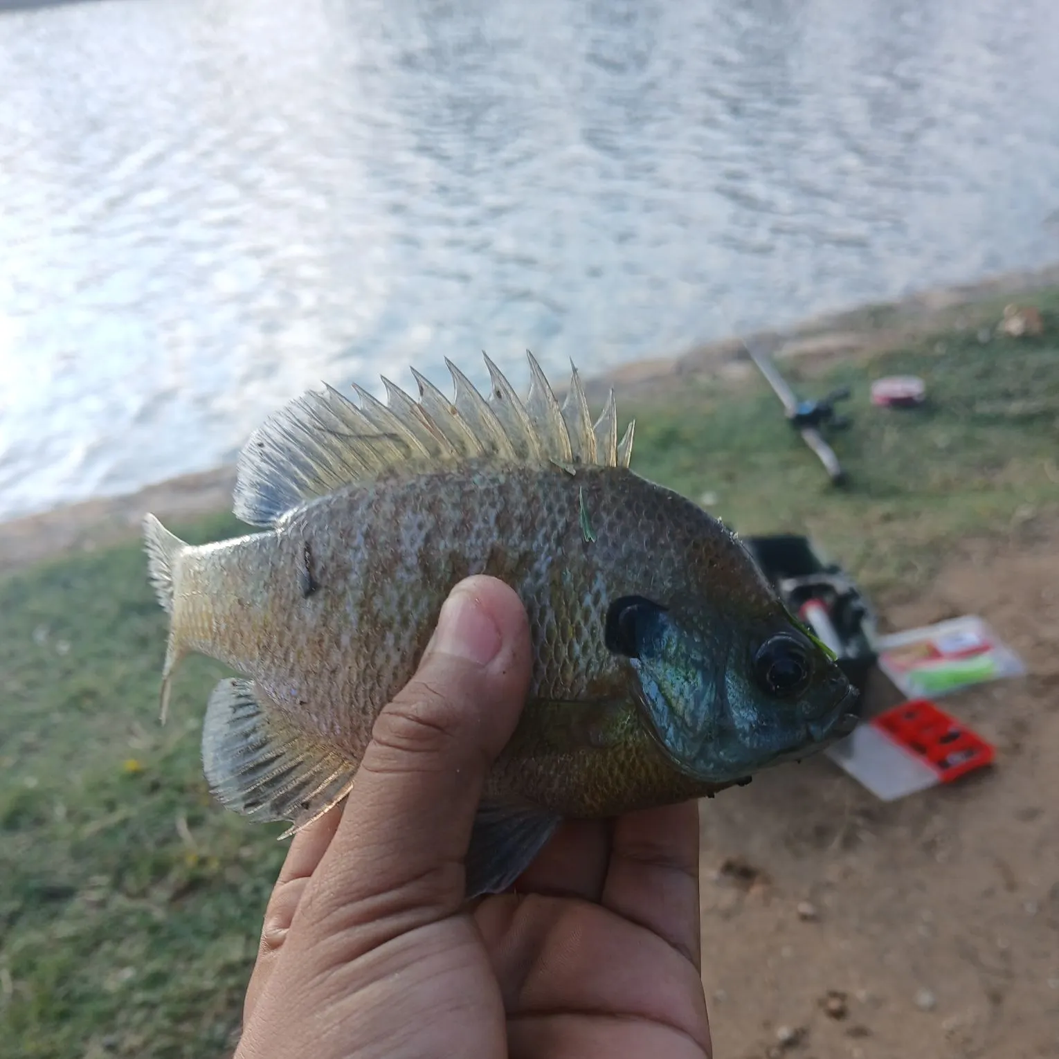 Bluegill caught on Fishbrain