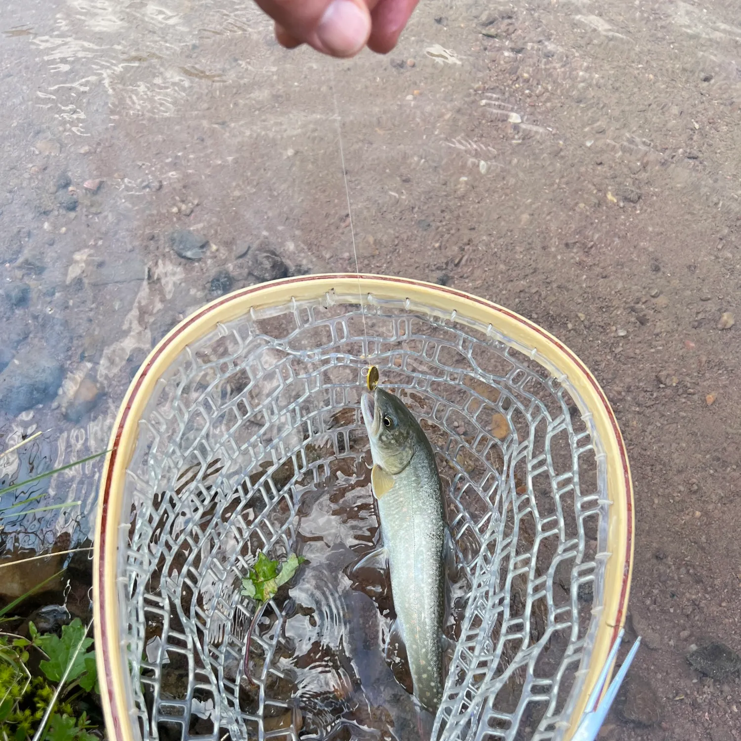Bull trout caught on Fishbrain