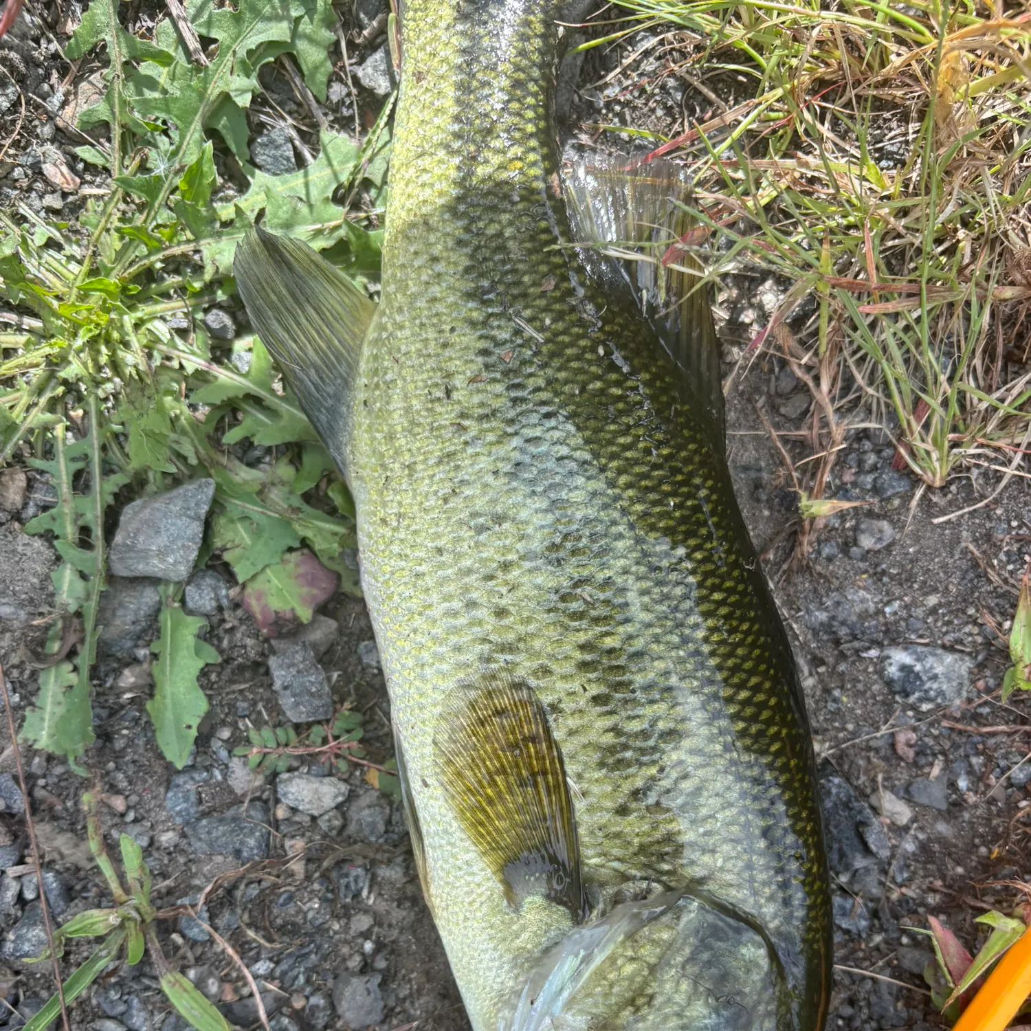 Largemouth bass caught on Fishbrain