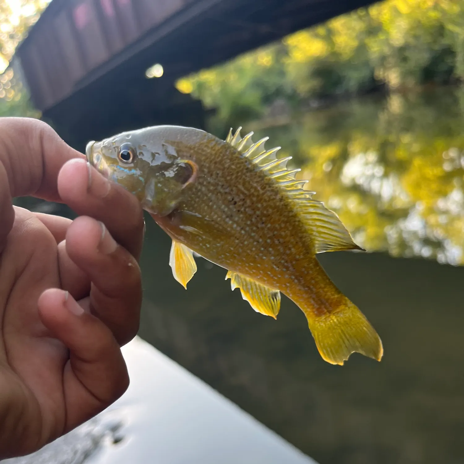 Green sunfish caught on Fishbrain