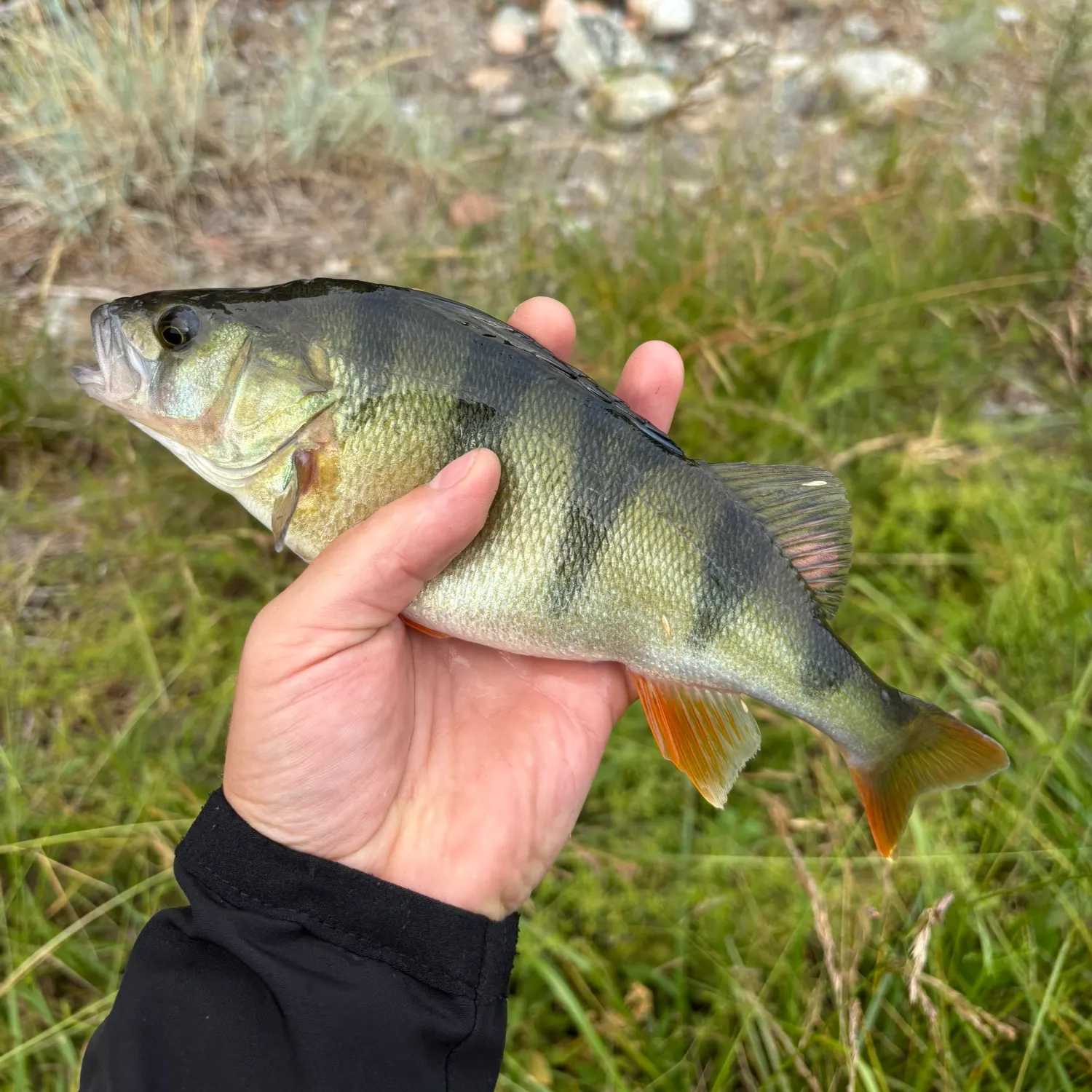 European perch caught on Fishbrain